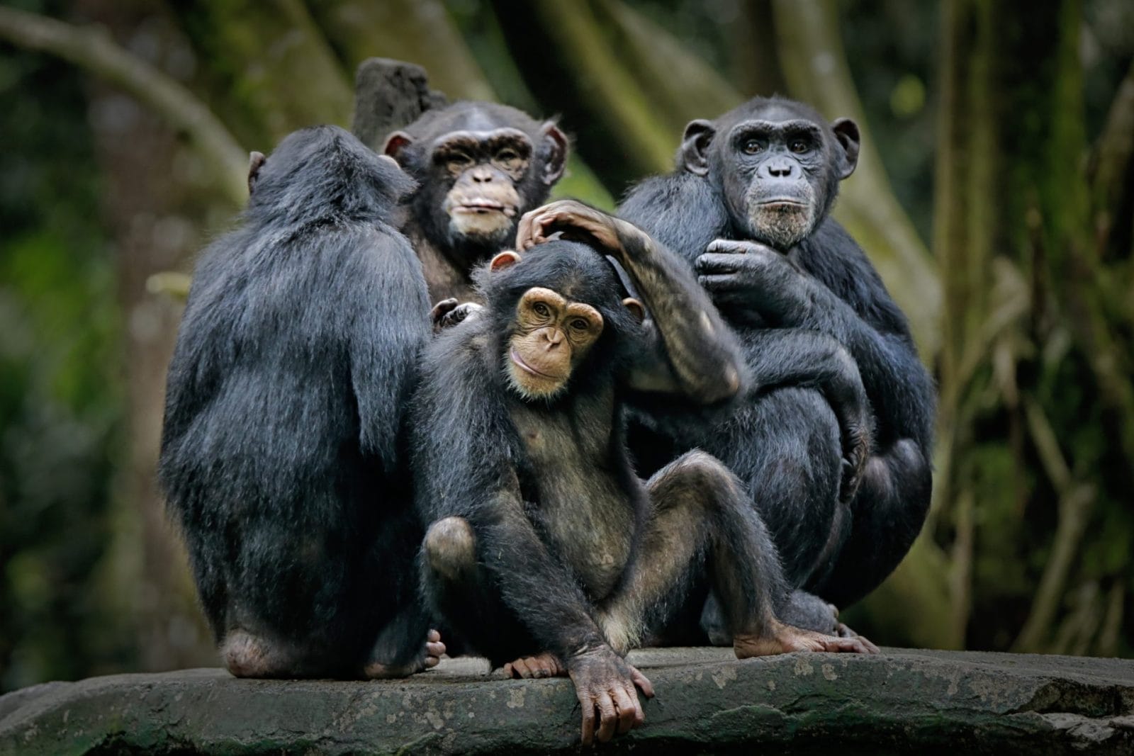 apes