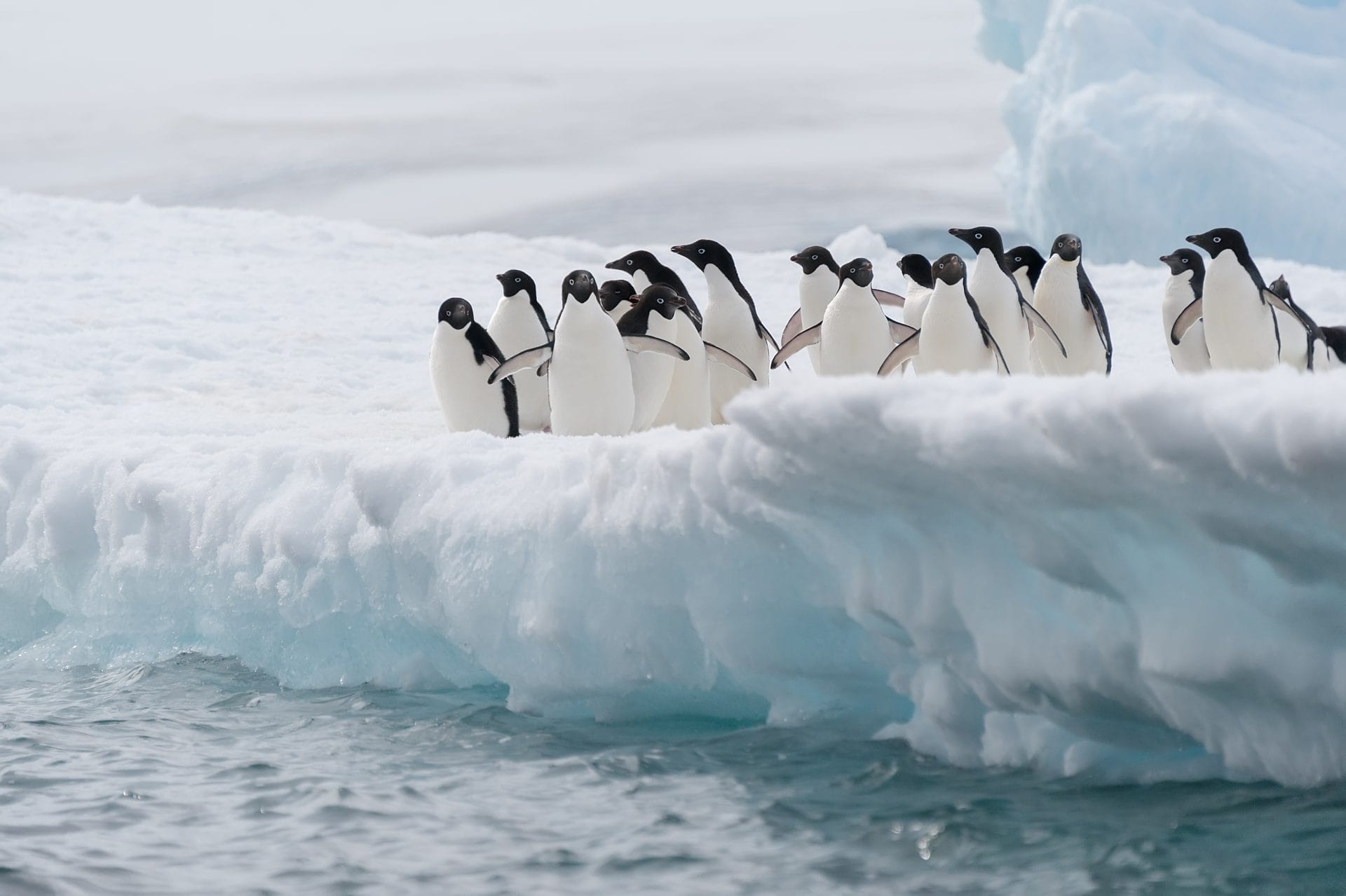 Penguins