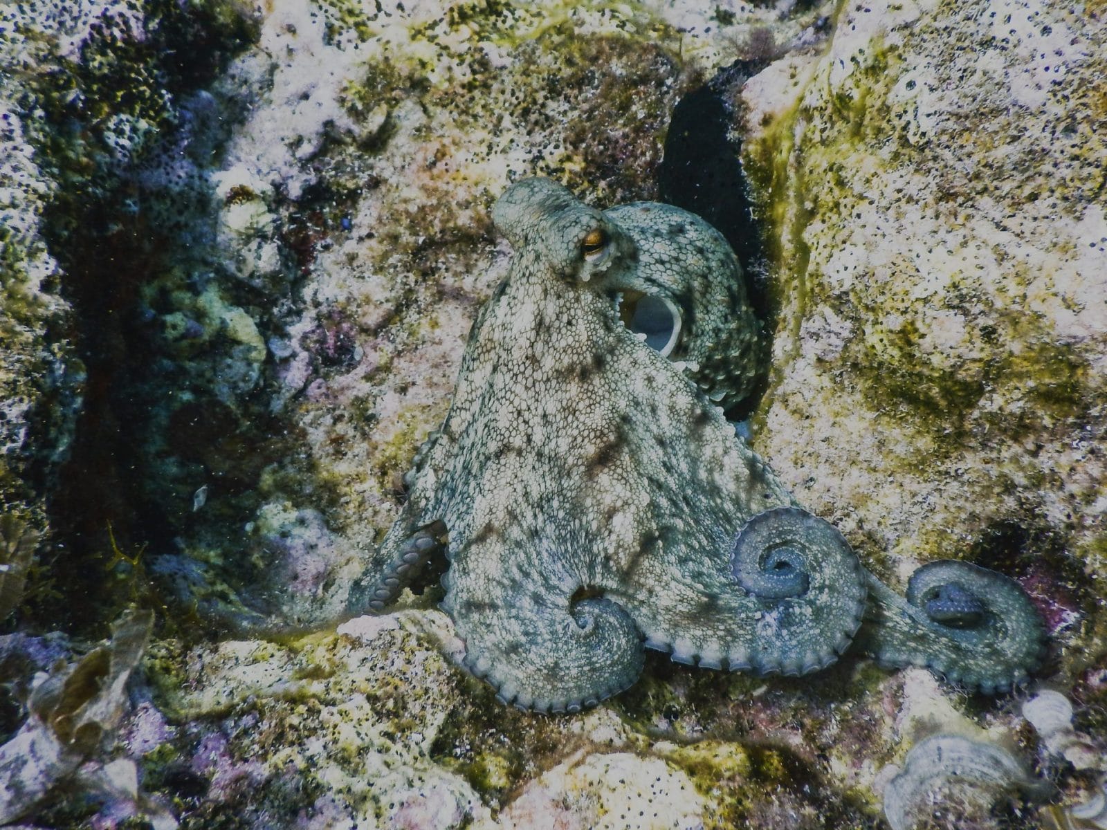 Octopus camouflaged