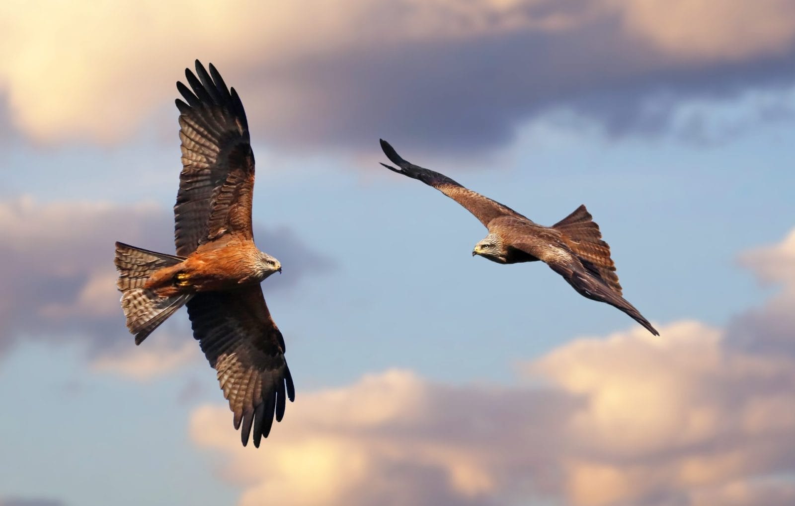 birds flying