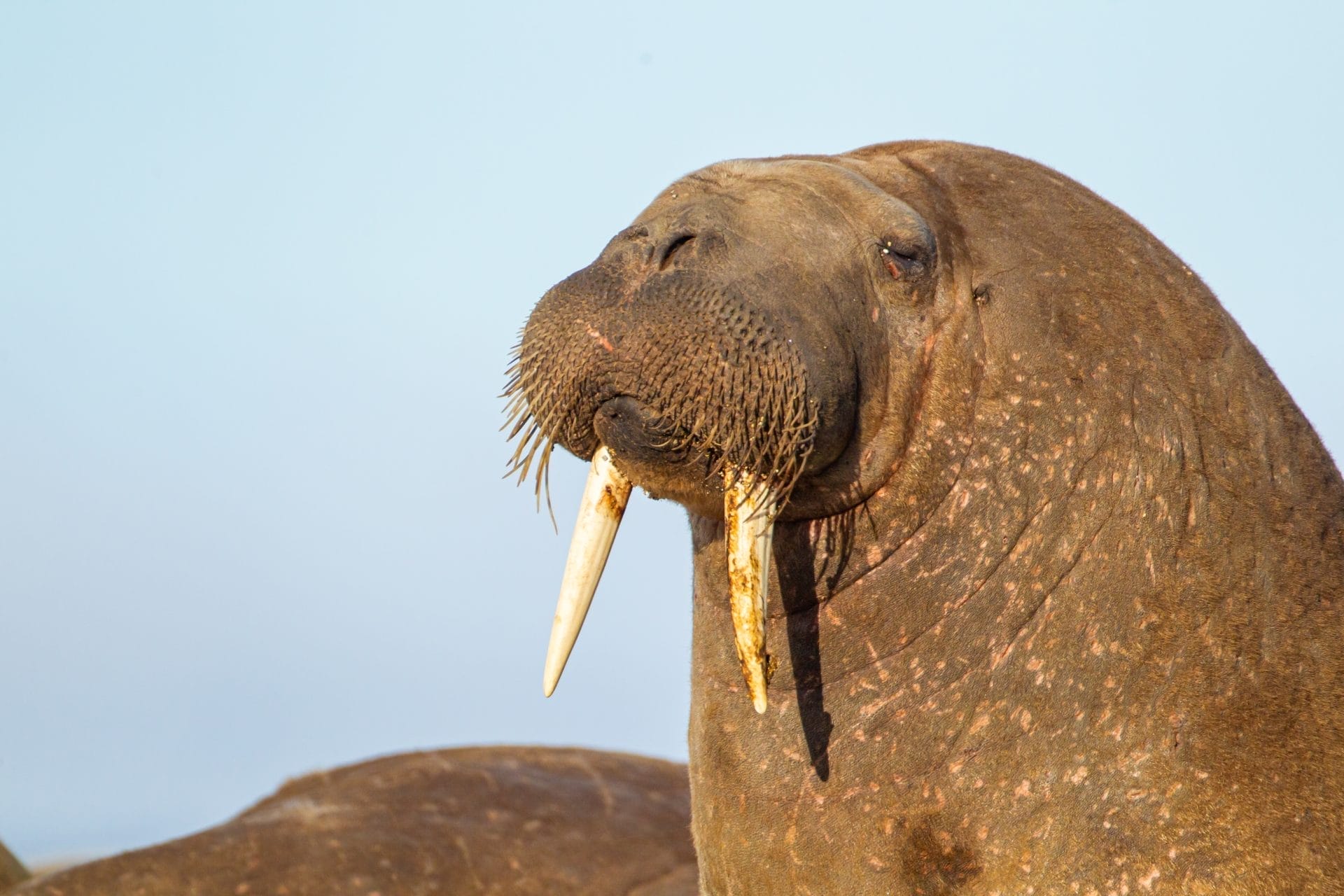 Walrus
