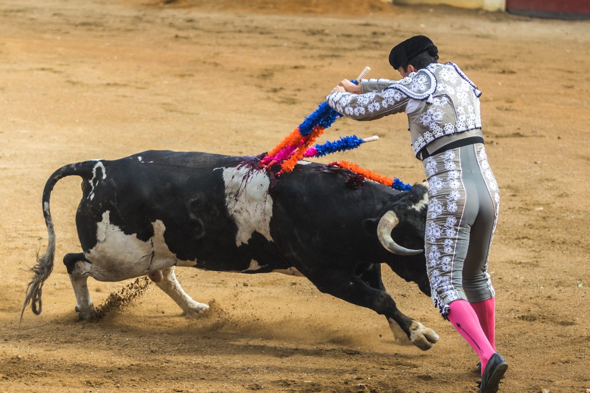 Bullfight