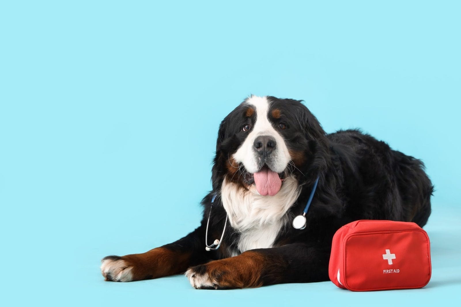bermese mountain dog first aid kit