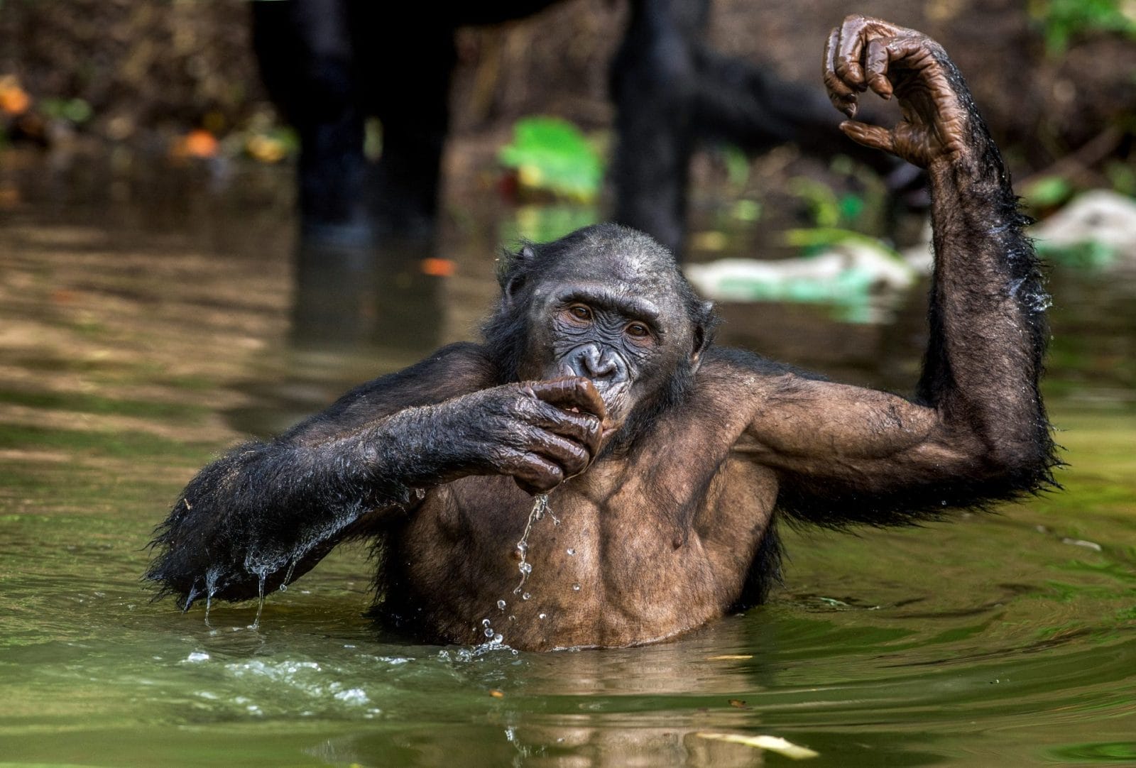 Bonobo in the water