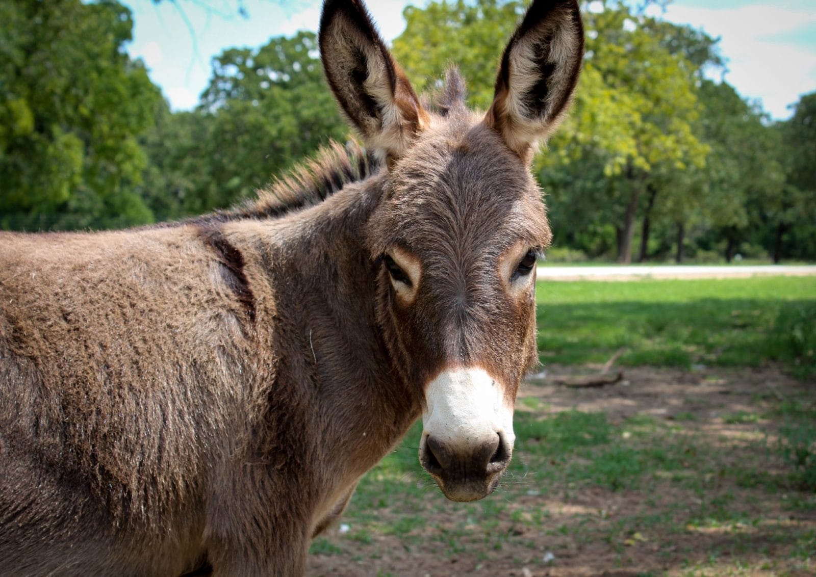 donkey