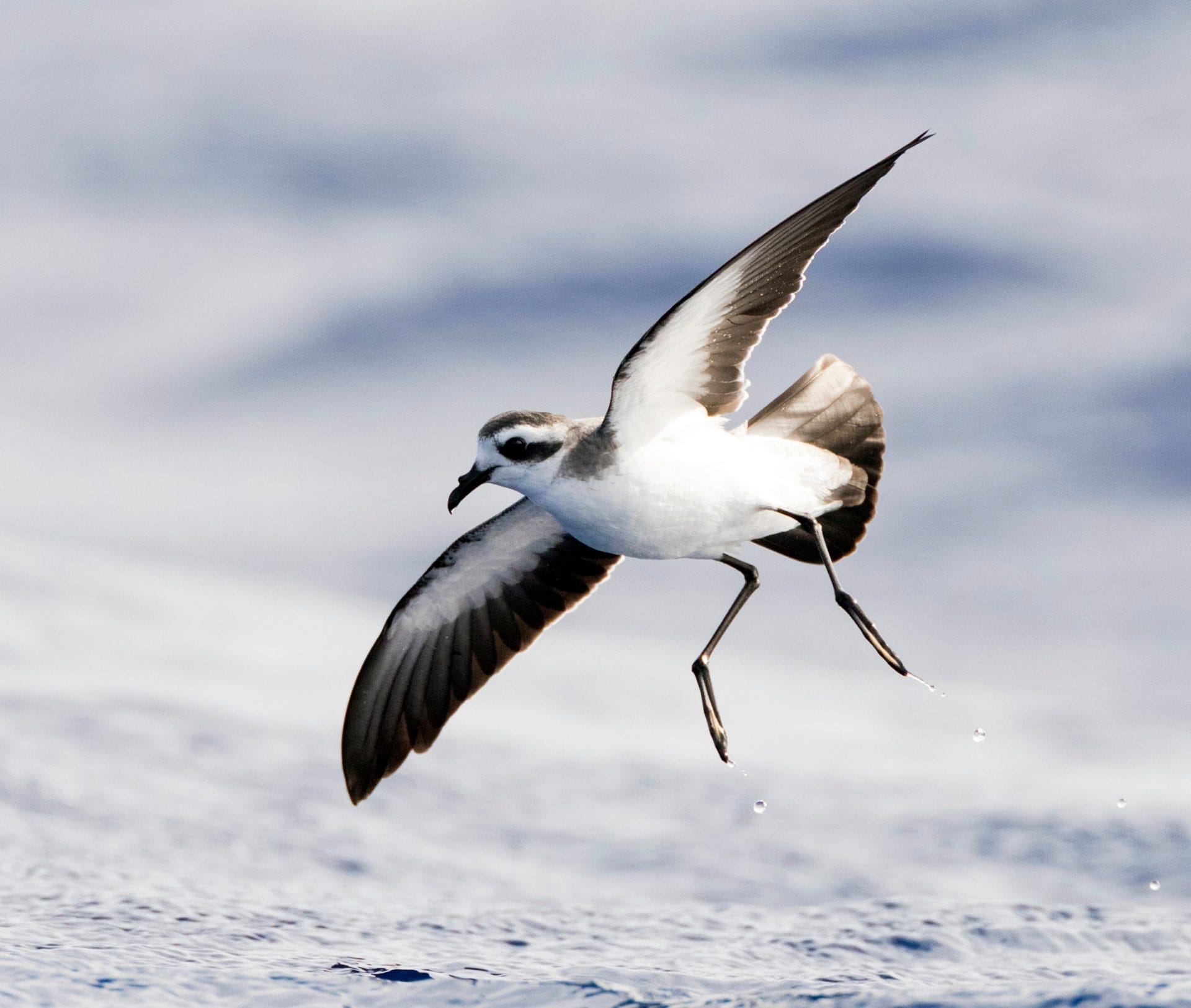 Seabird