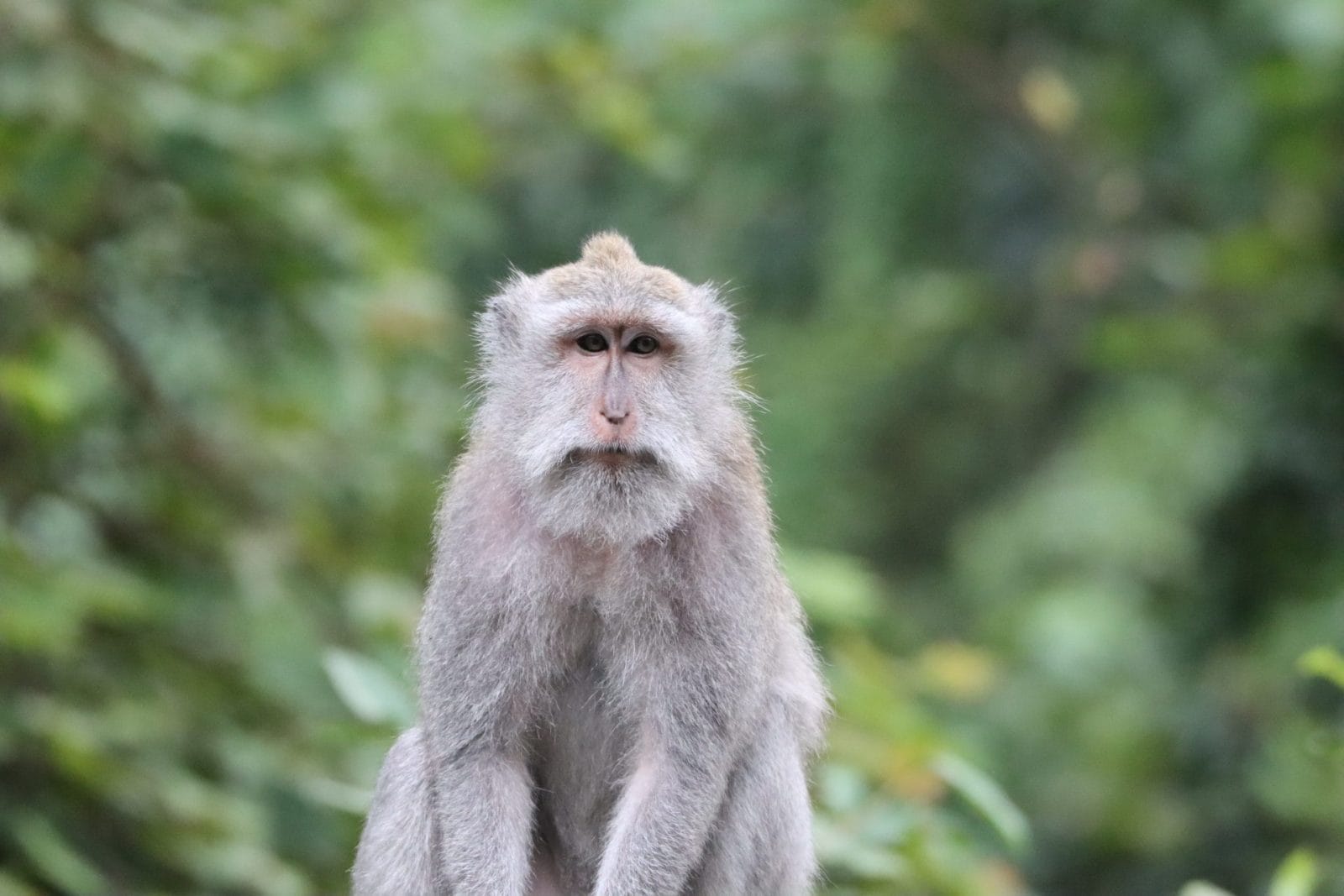 macaque