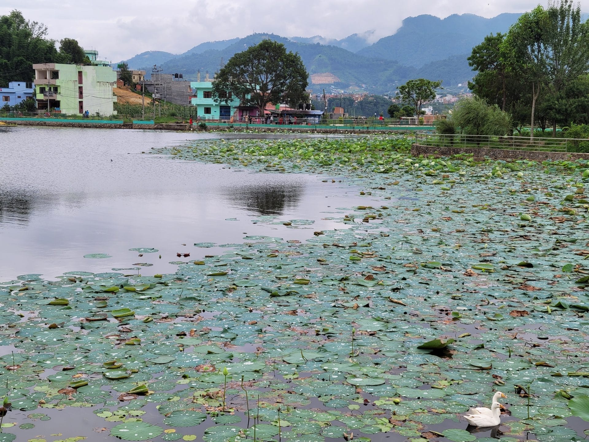 Wetlands