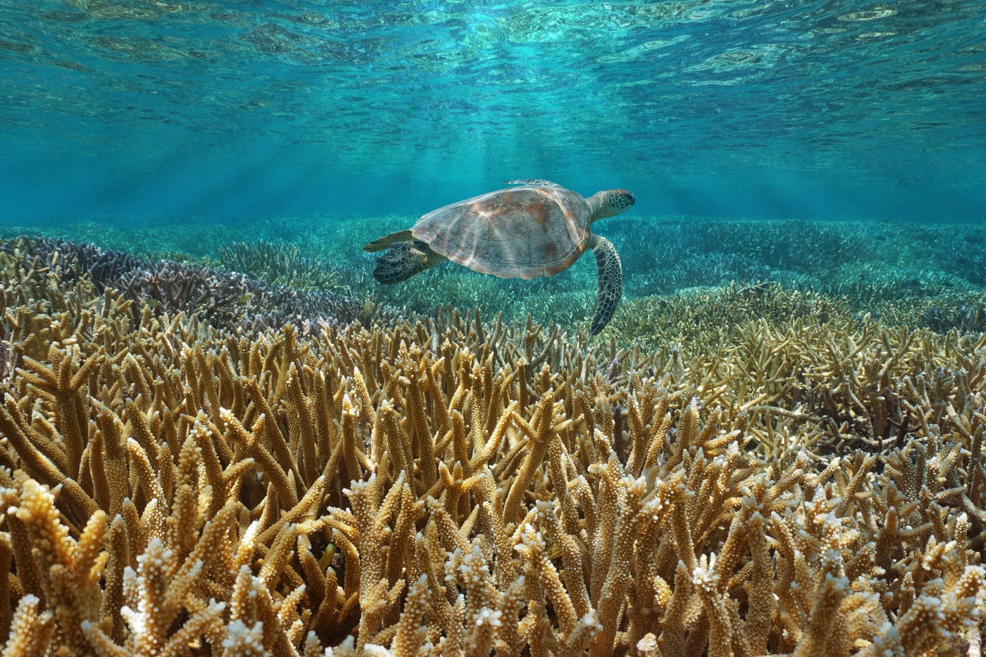 A turtle swims next to a coral reef