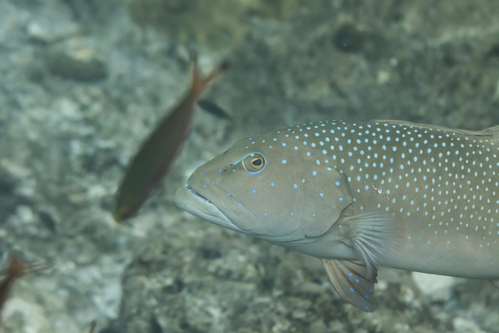 squaretail grouper