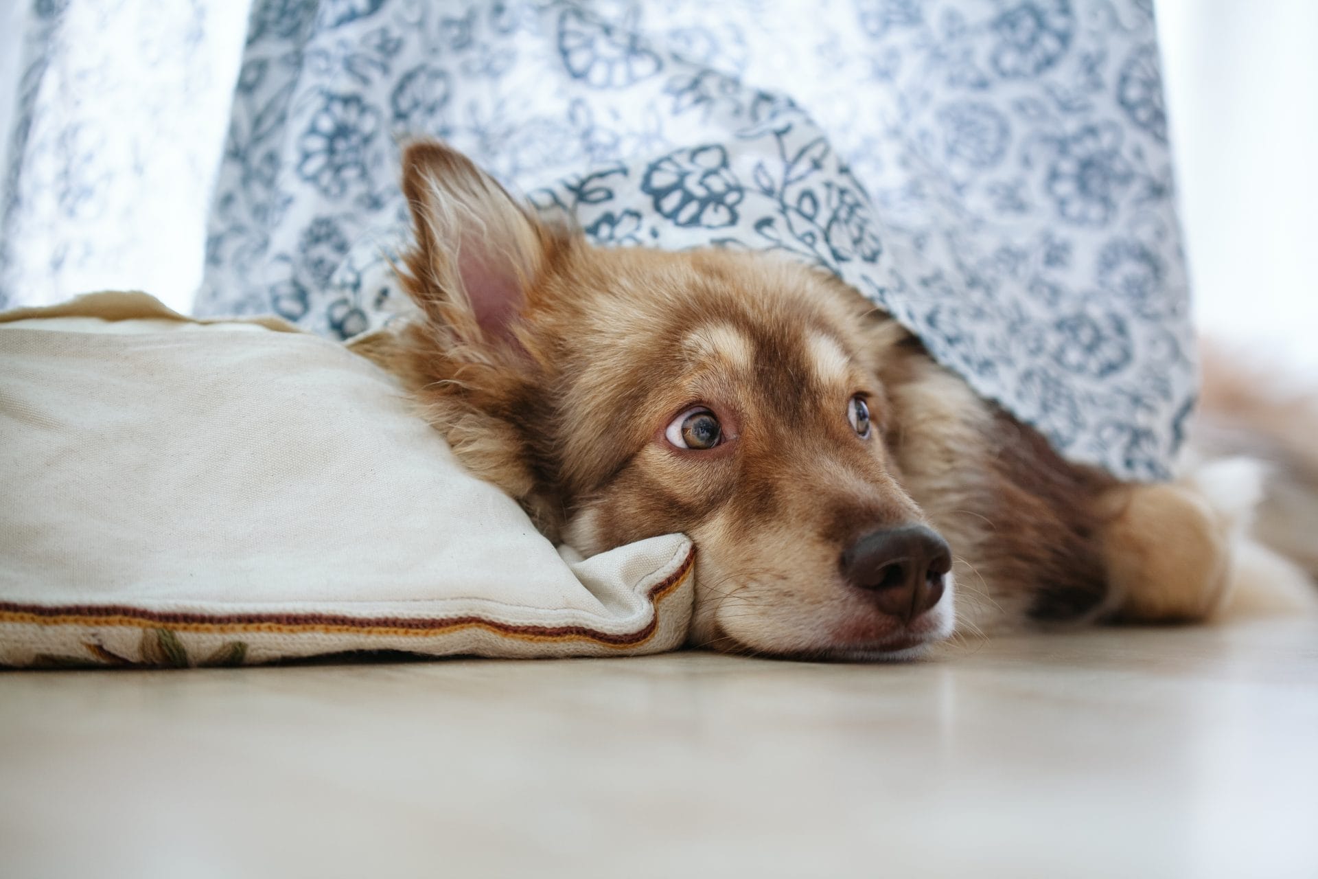 Scared and alert dog
