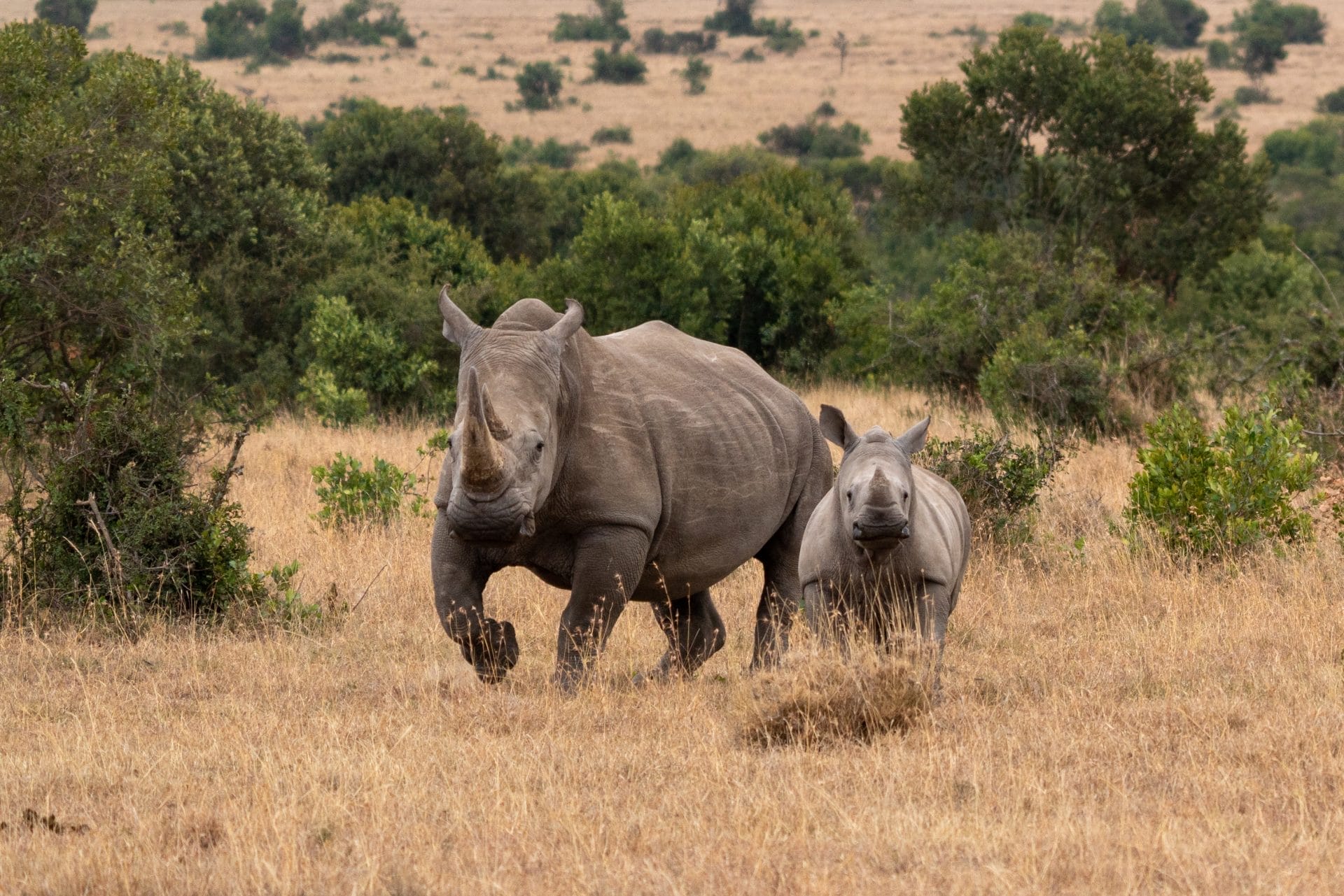 Rhinos in Kenya