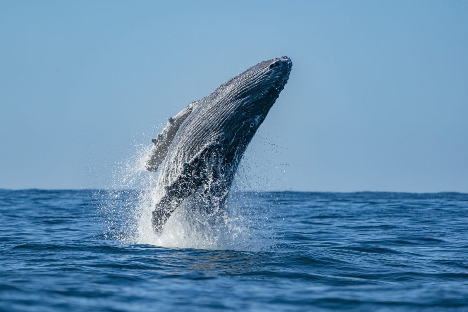 humpback whale jumping out of water