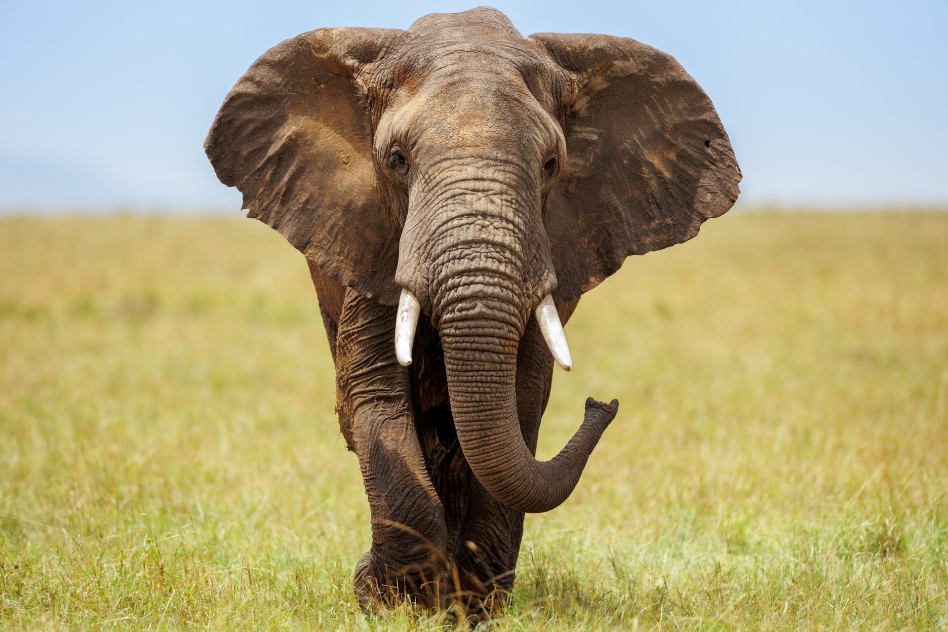 African elephants
