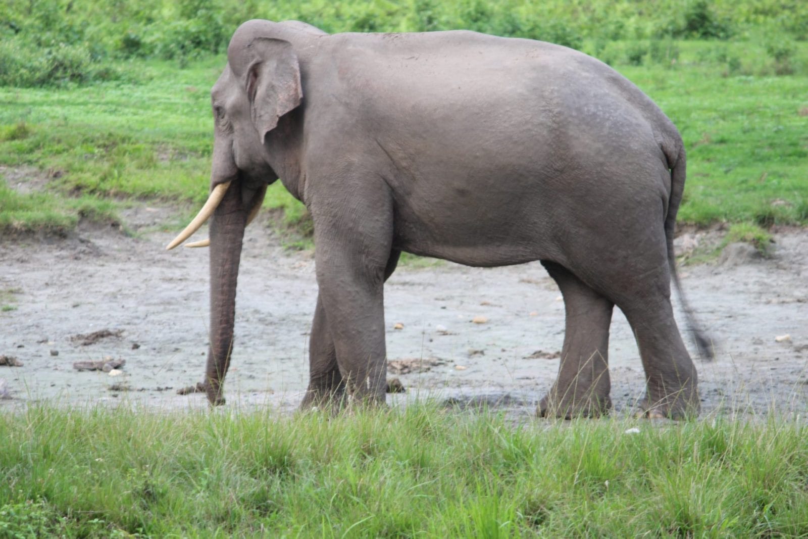 elephant