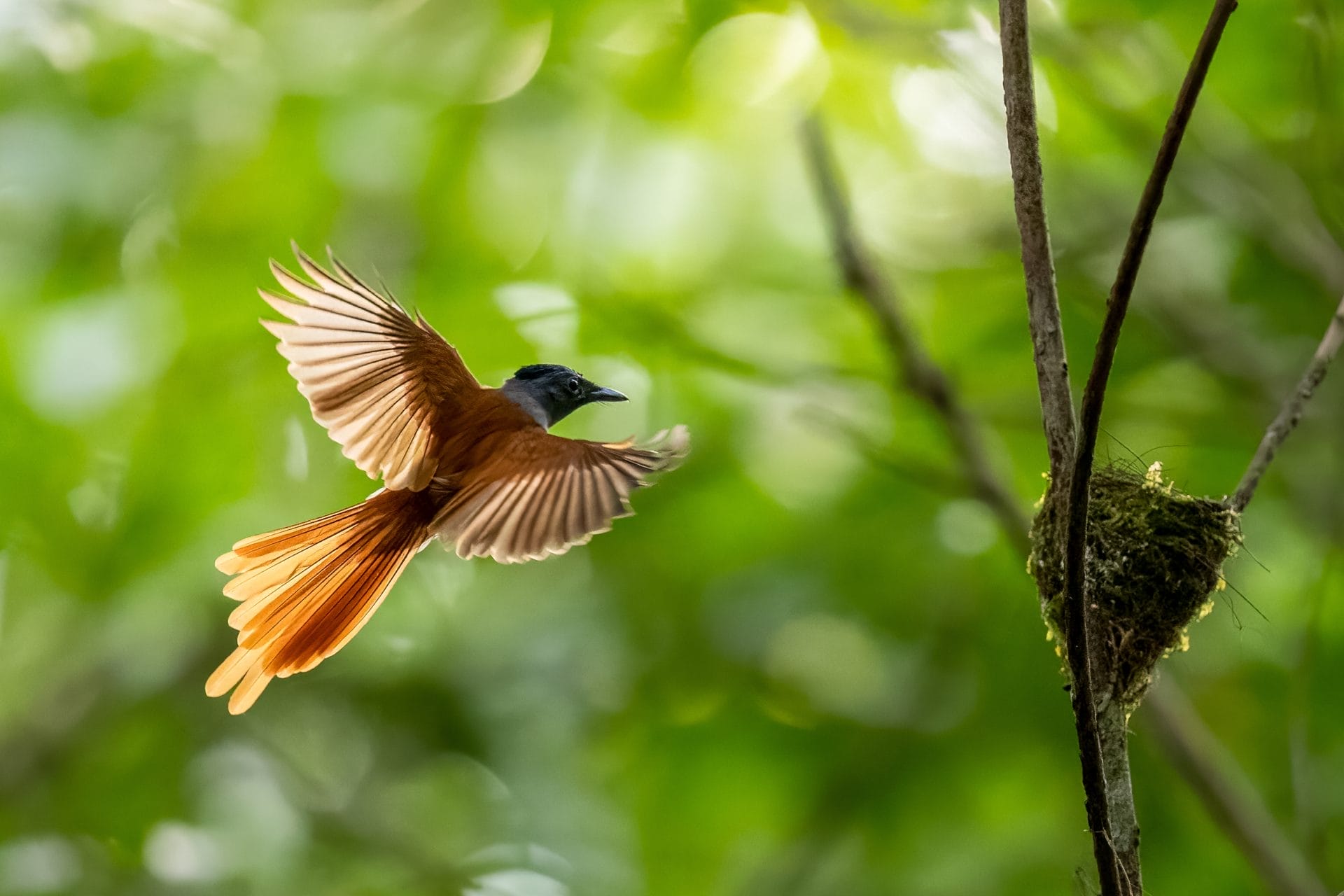 Bird flying