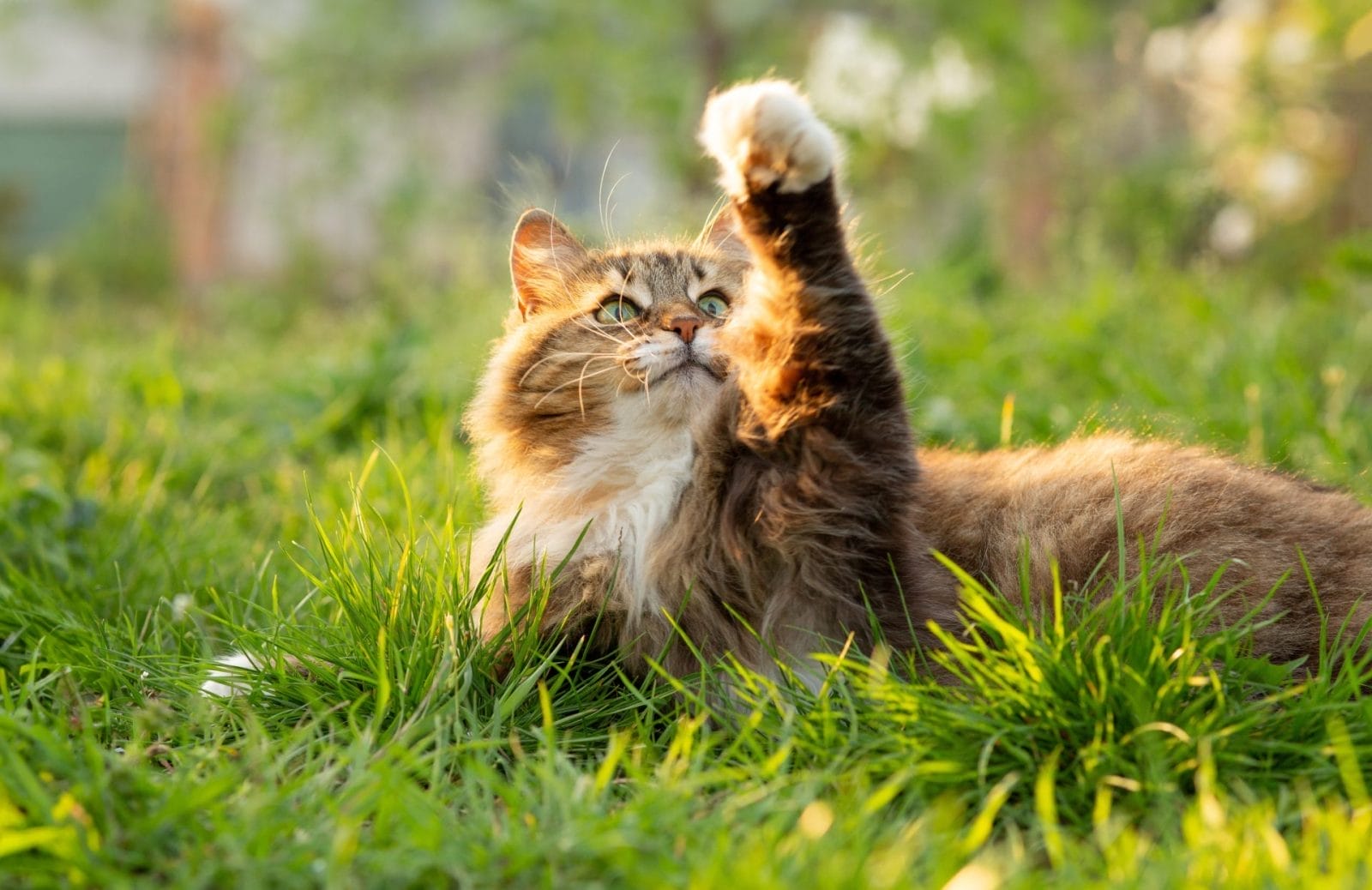 cat in grass