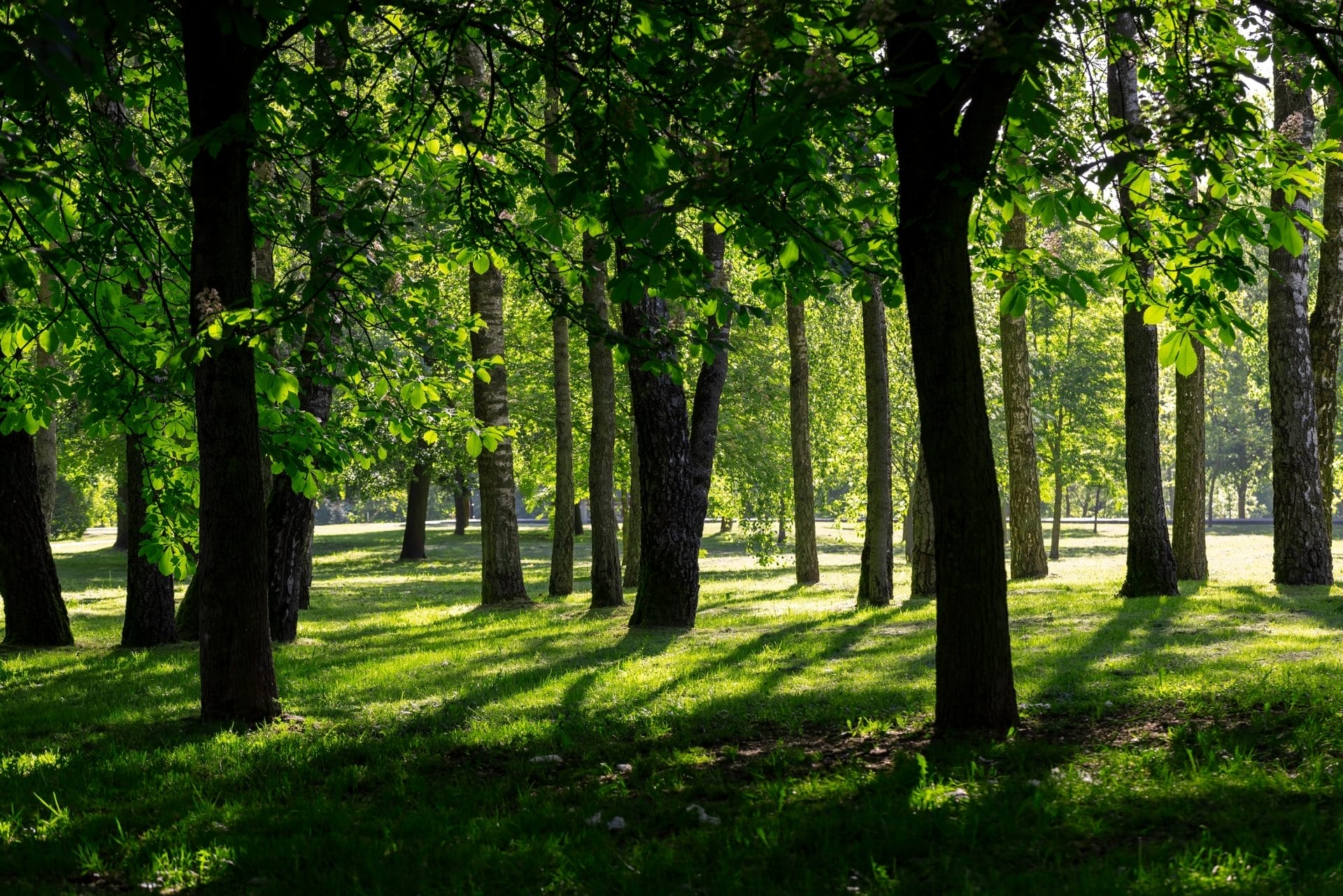 Trees