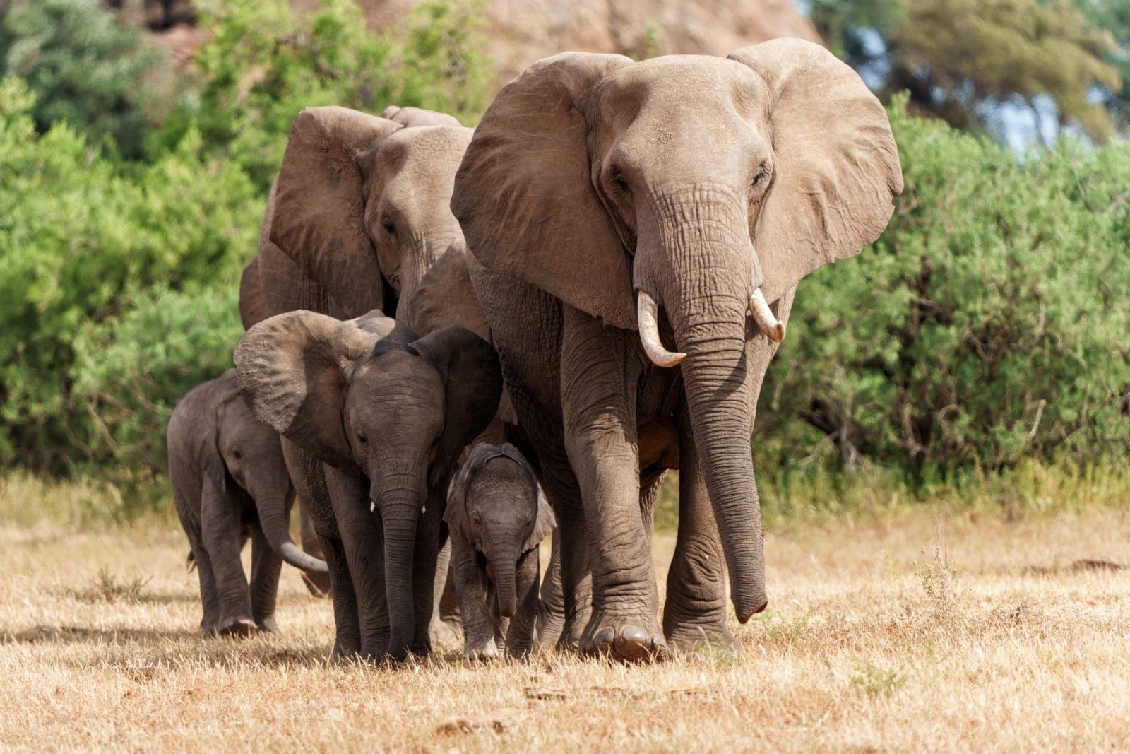 elephant herd