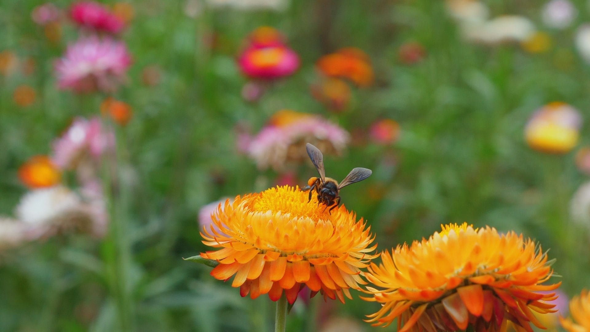 Bee pollinating flower