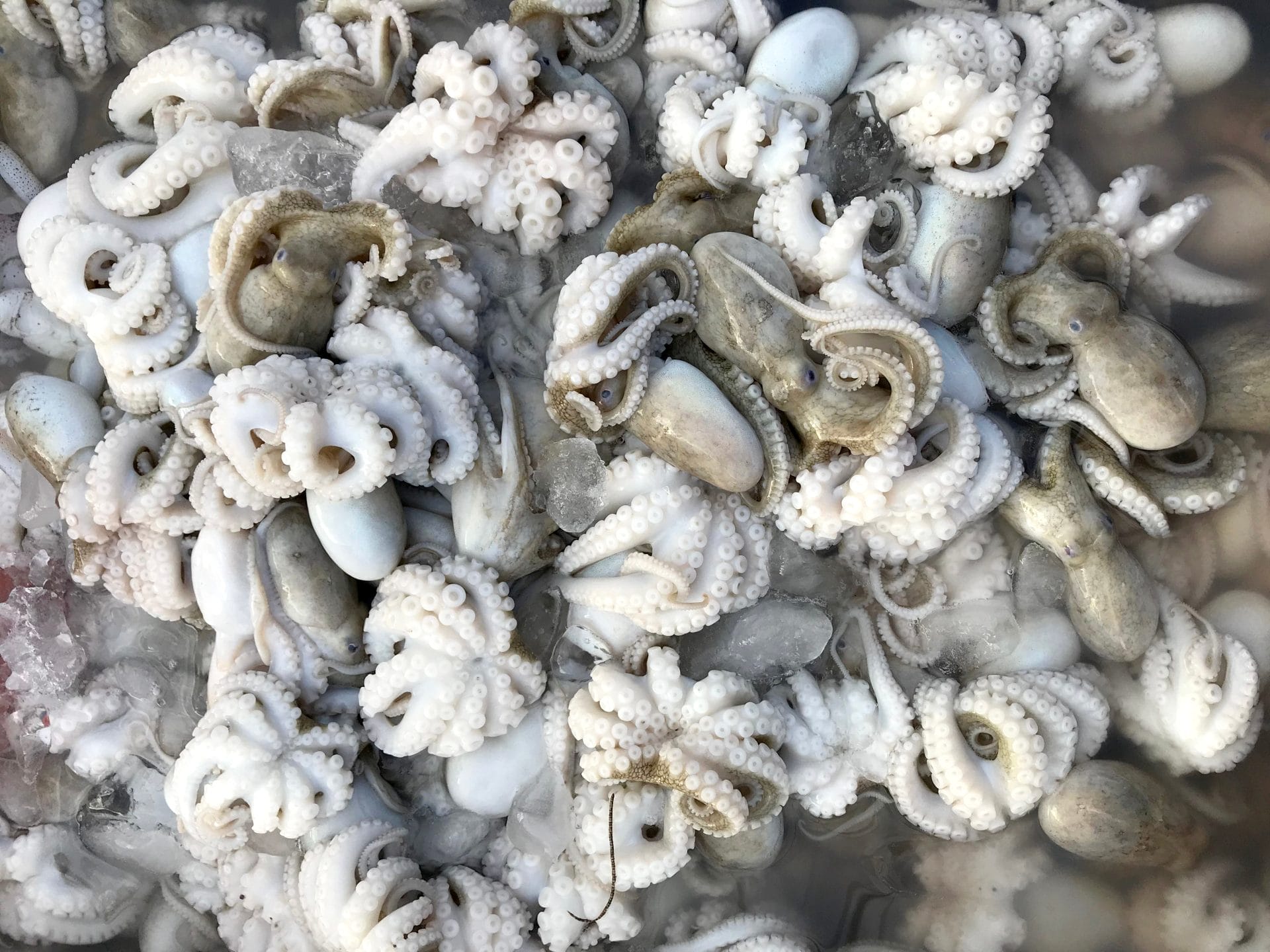 octopus