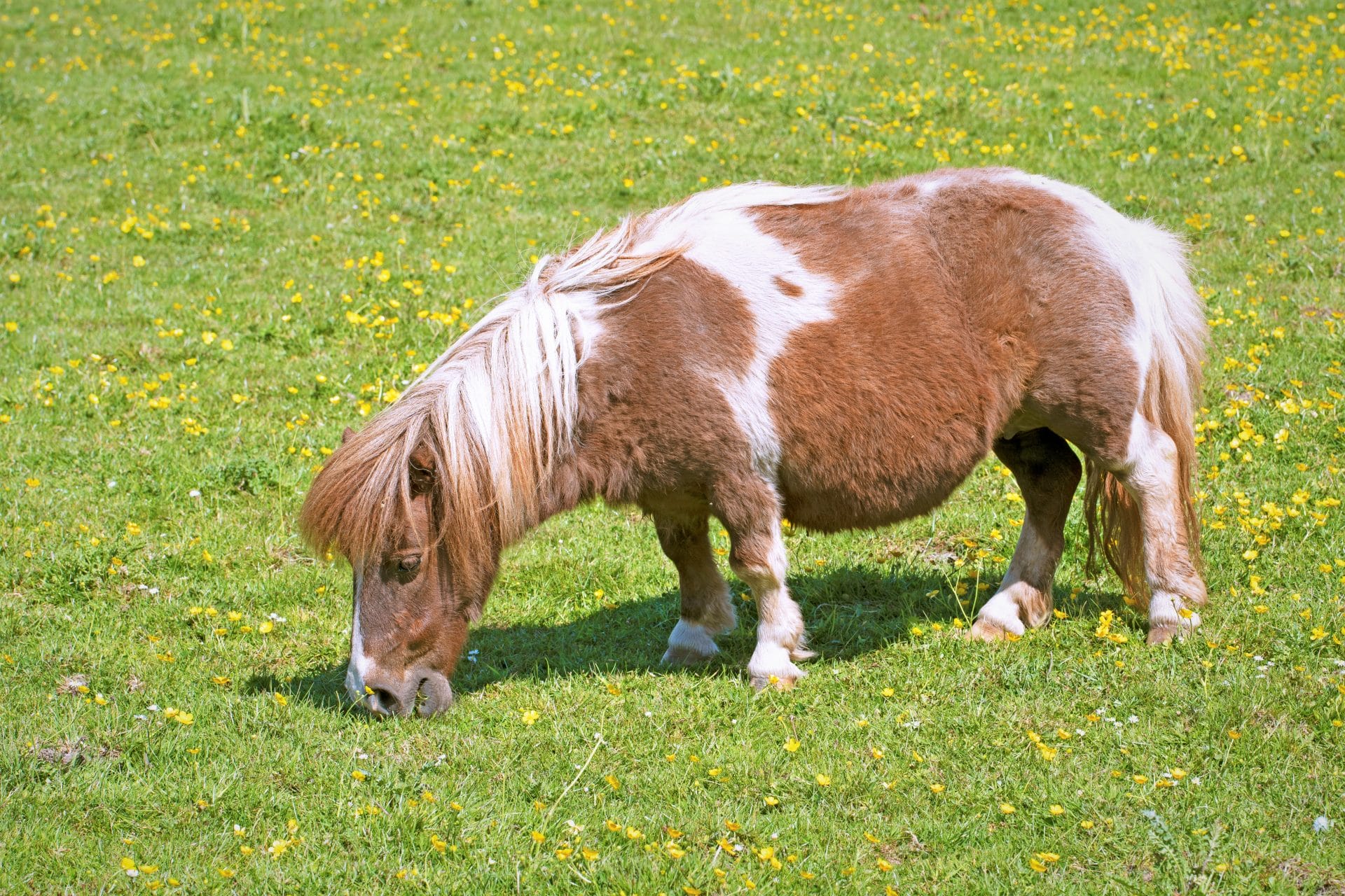 Miniature horse