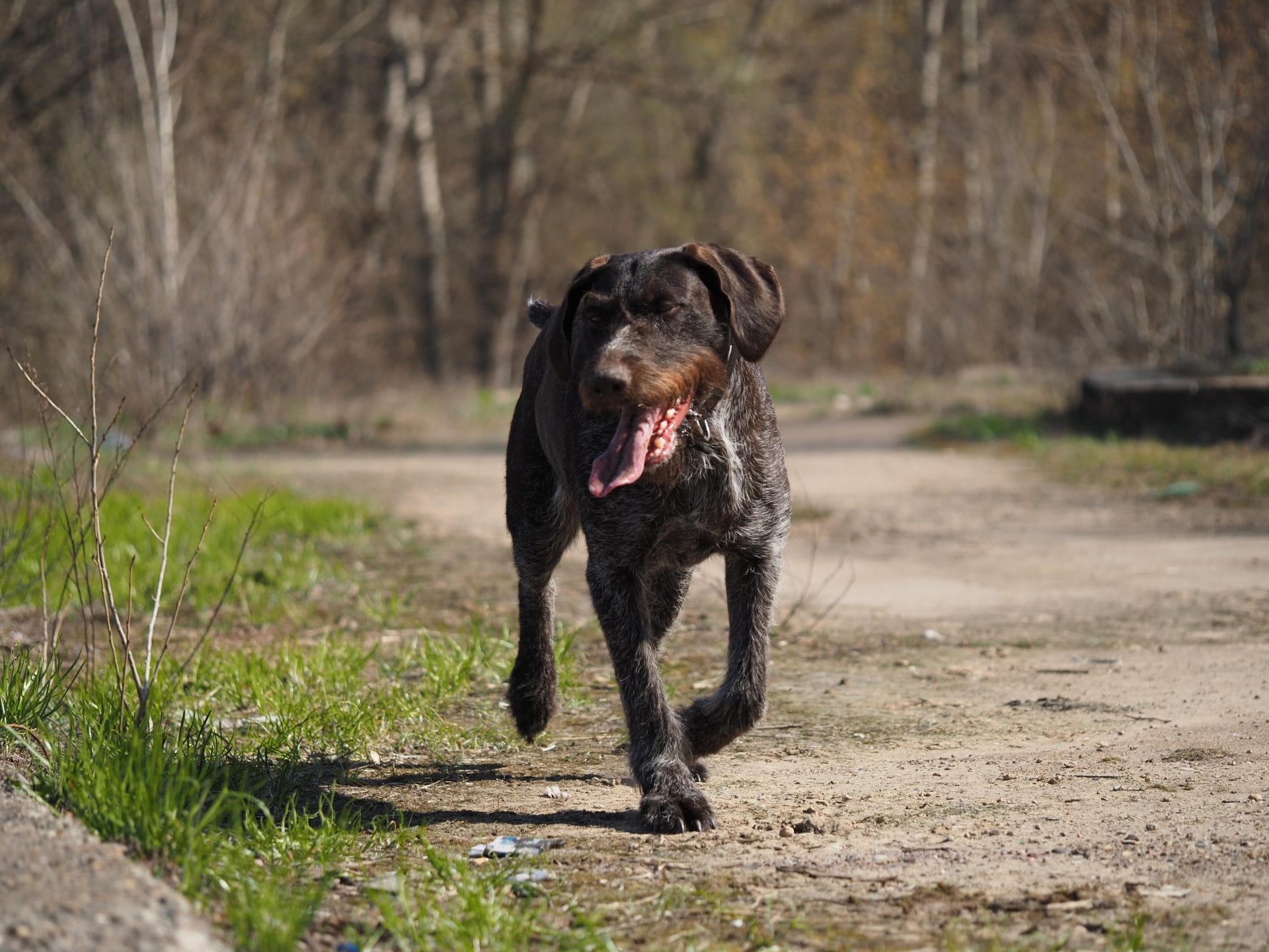 Black dog walking on dirt road