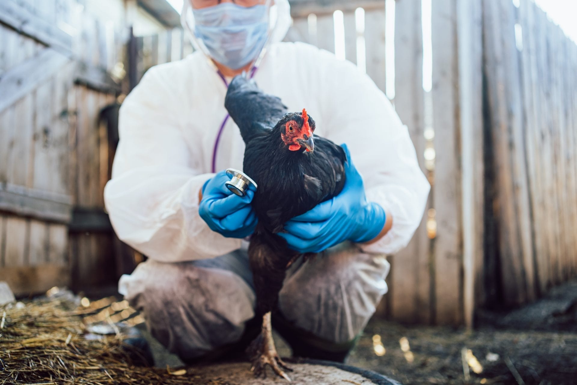 Veterinarian holding a stethoscope next to chicken