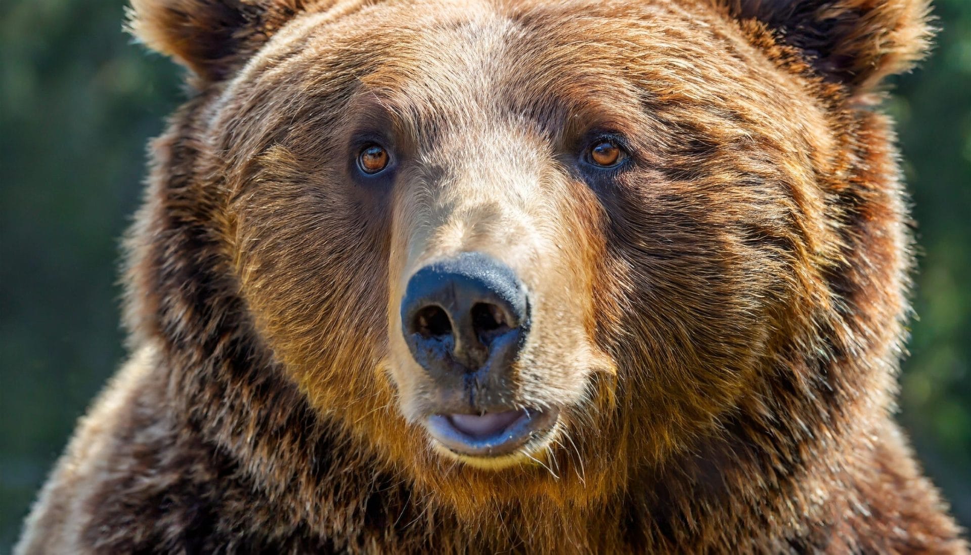 Brown bear