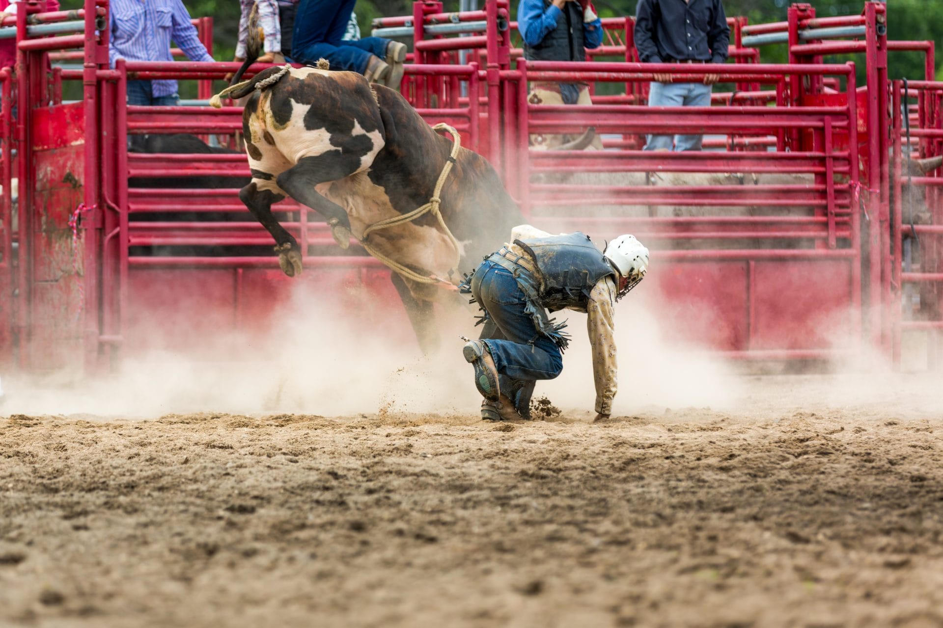 Bucking bull at a rodeo