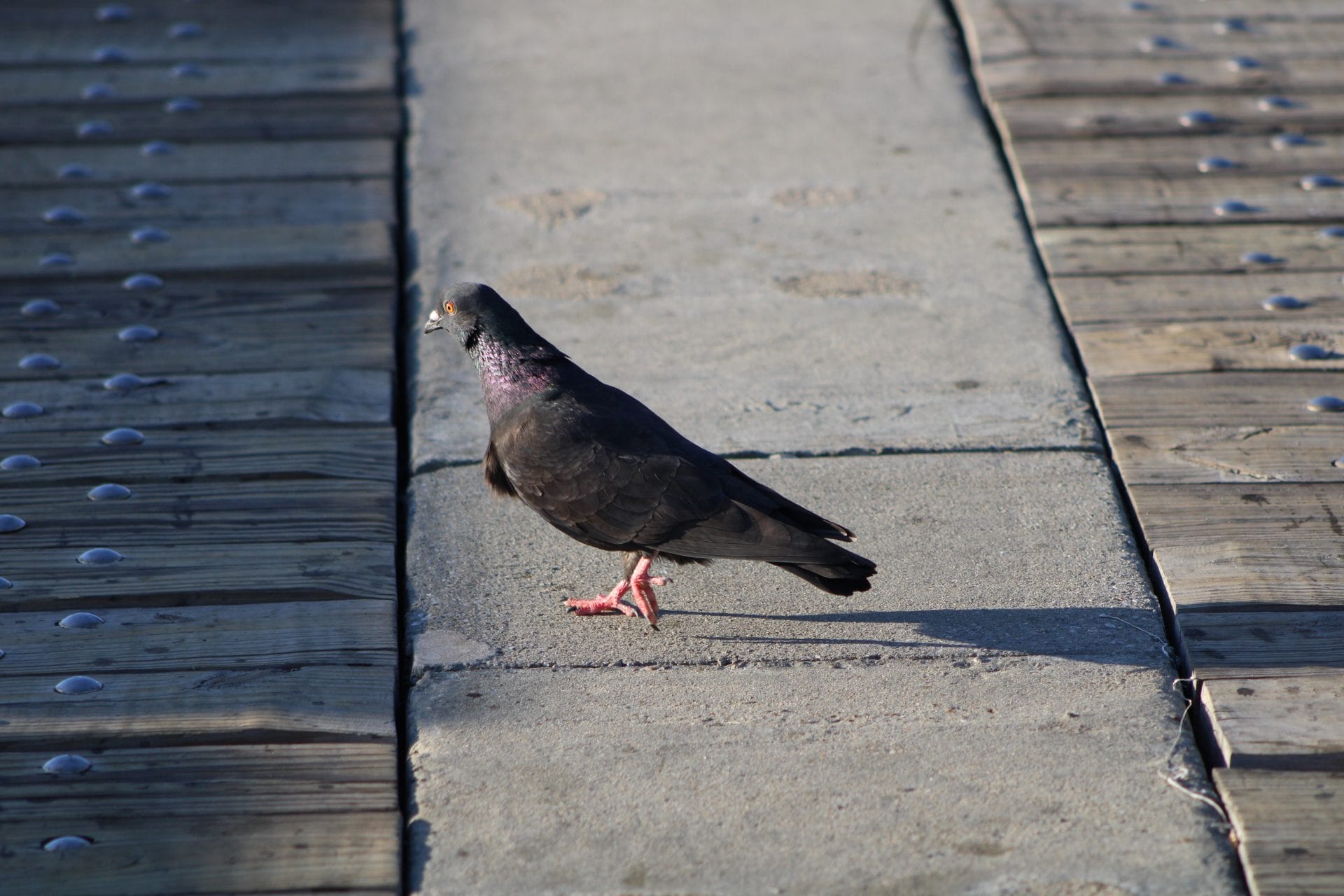 Pigeon
