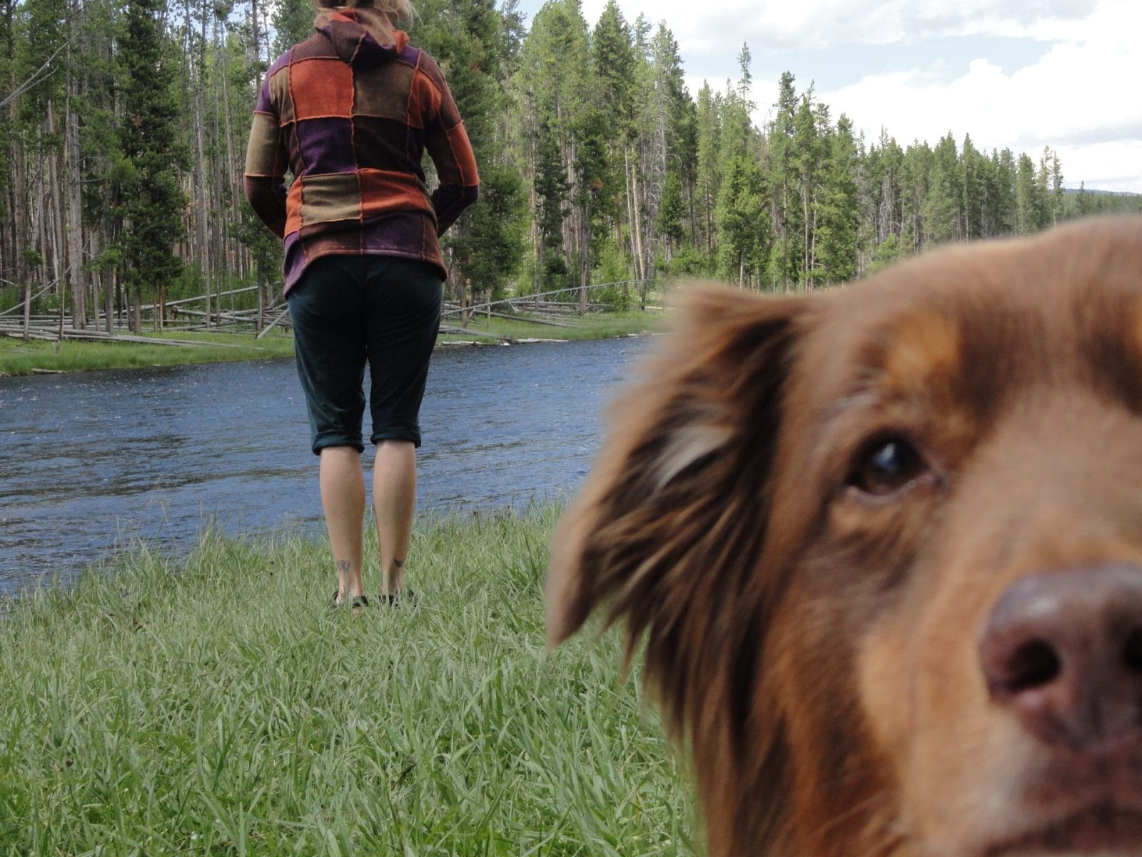 dog photobombing