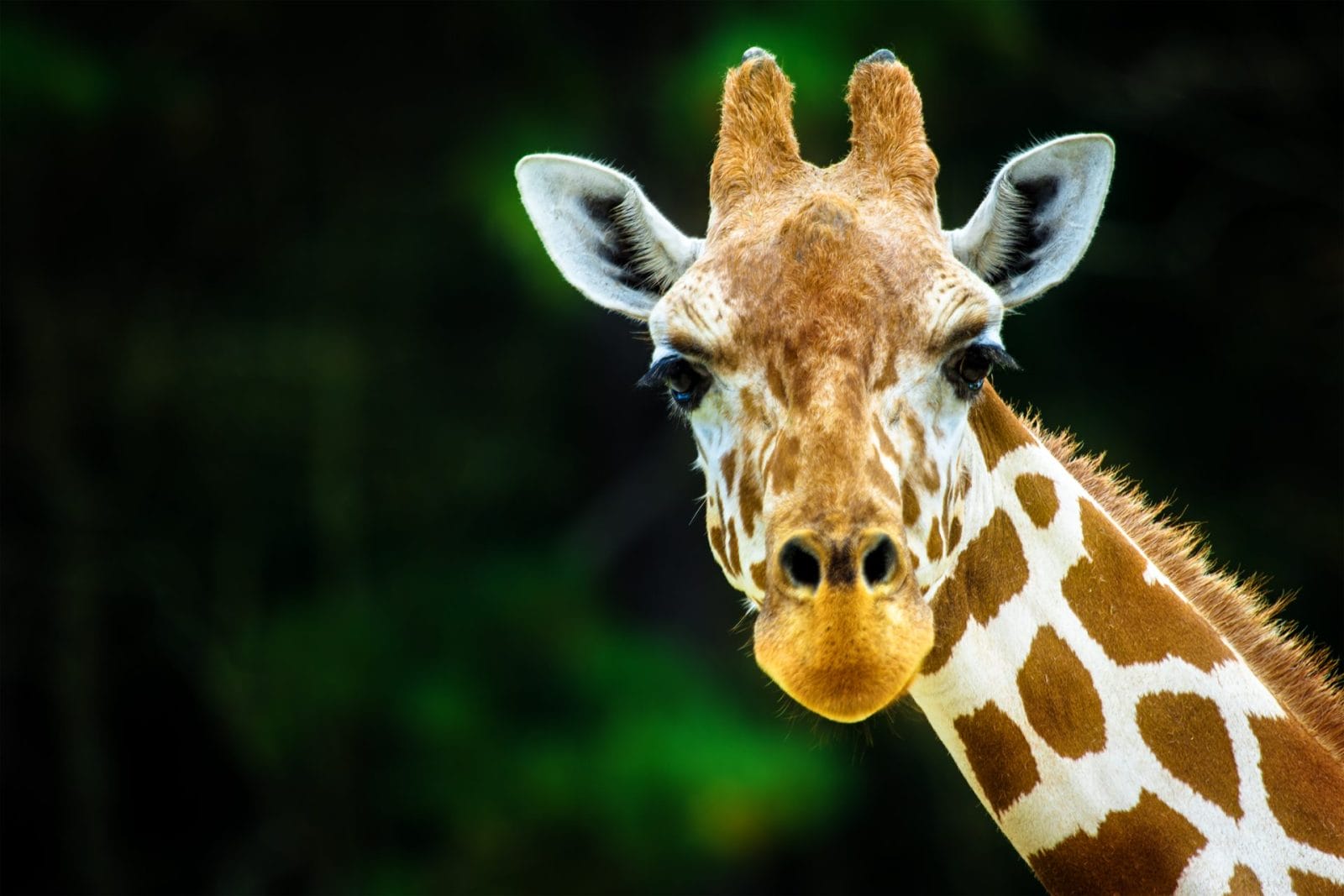 zoo giraffe