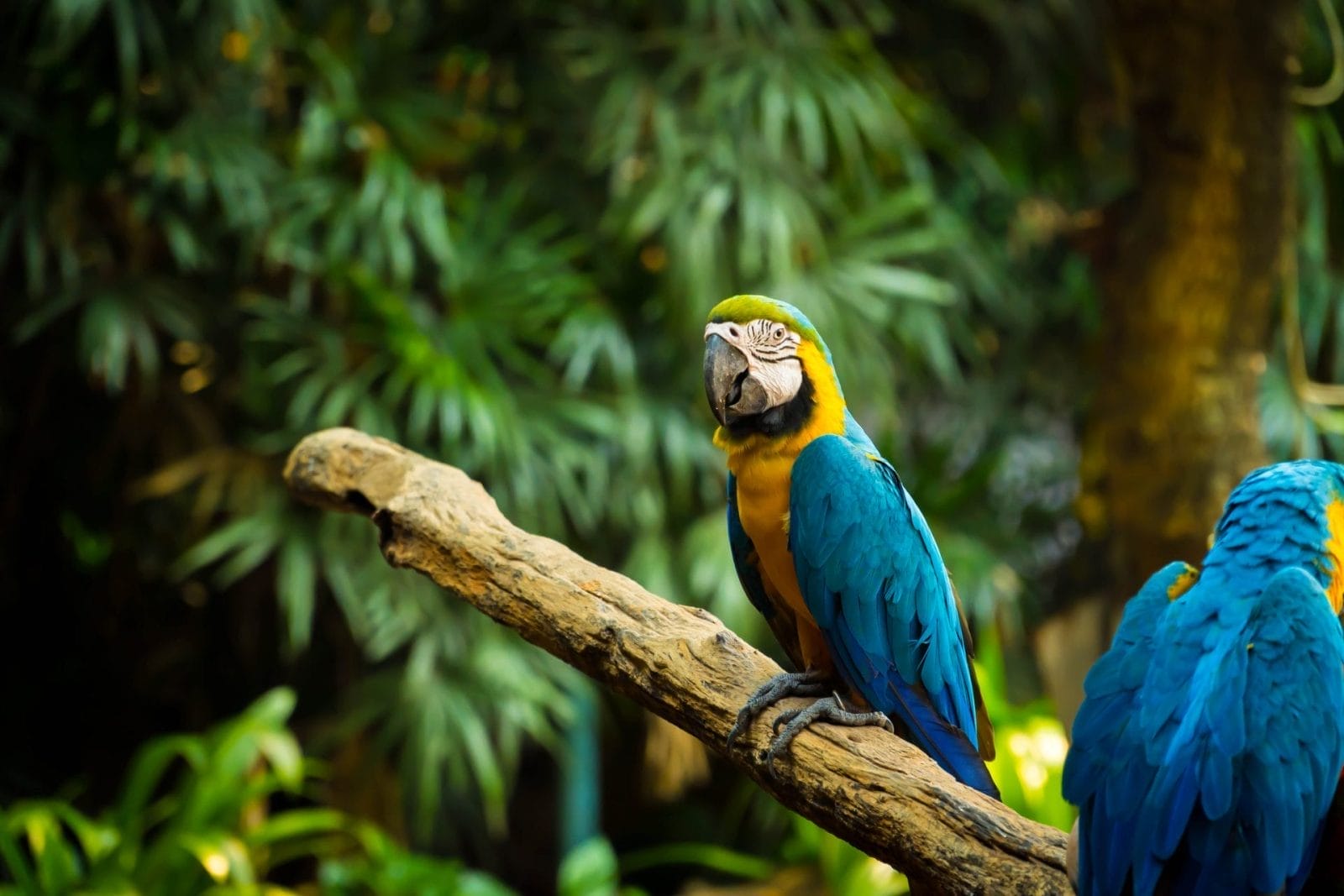parrot on branch