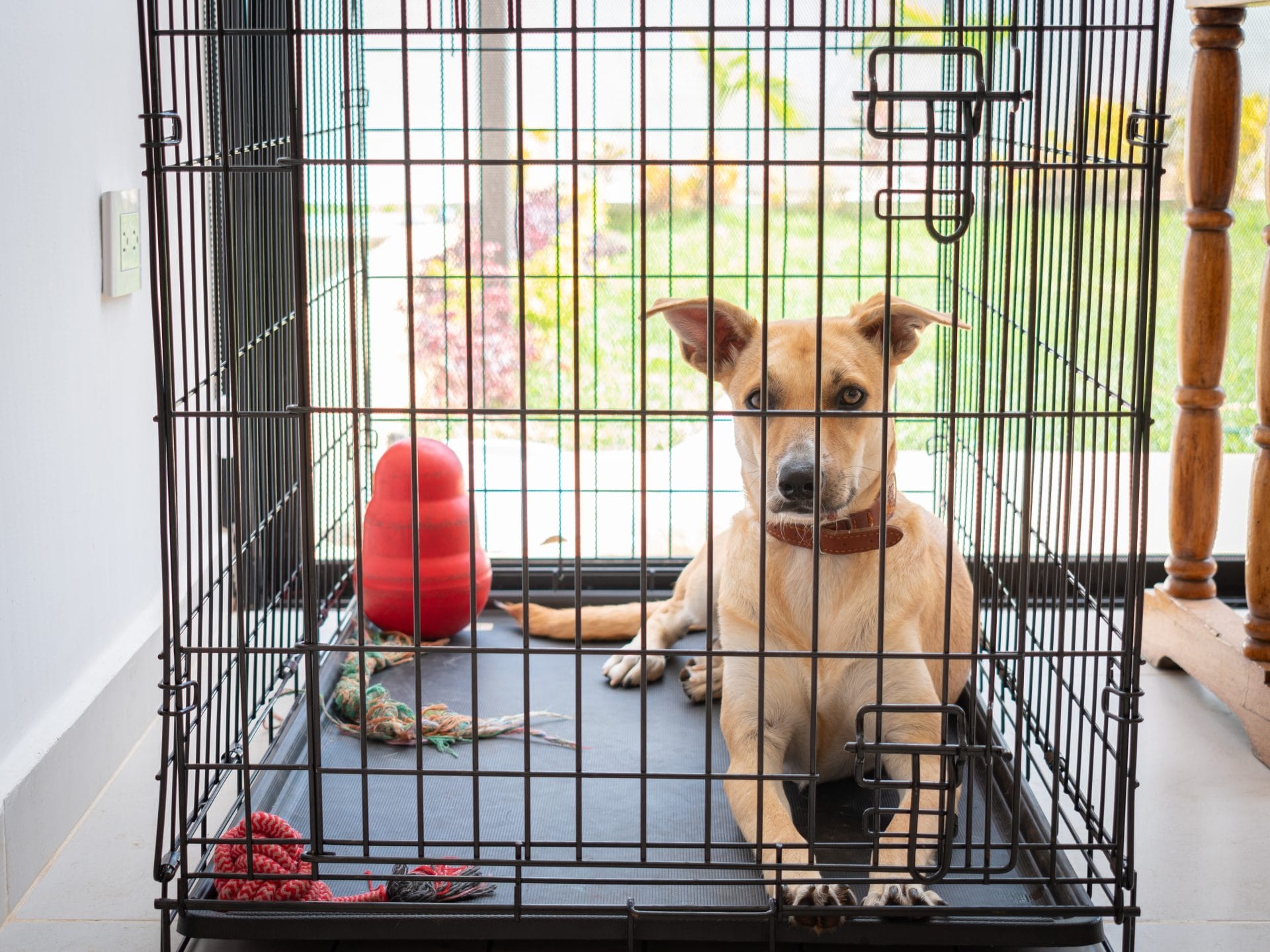 Dog in crate