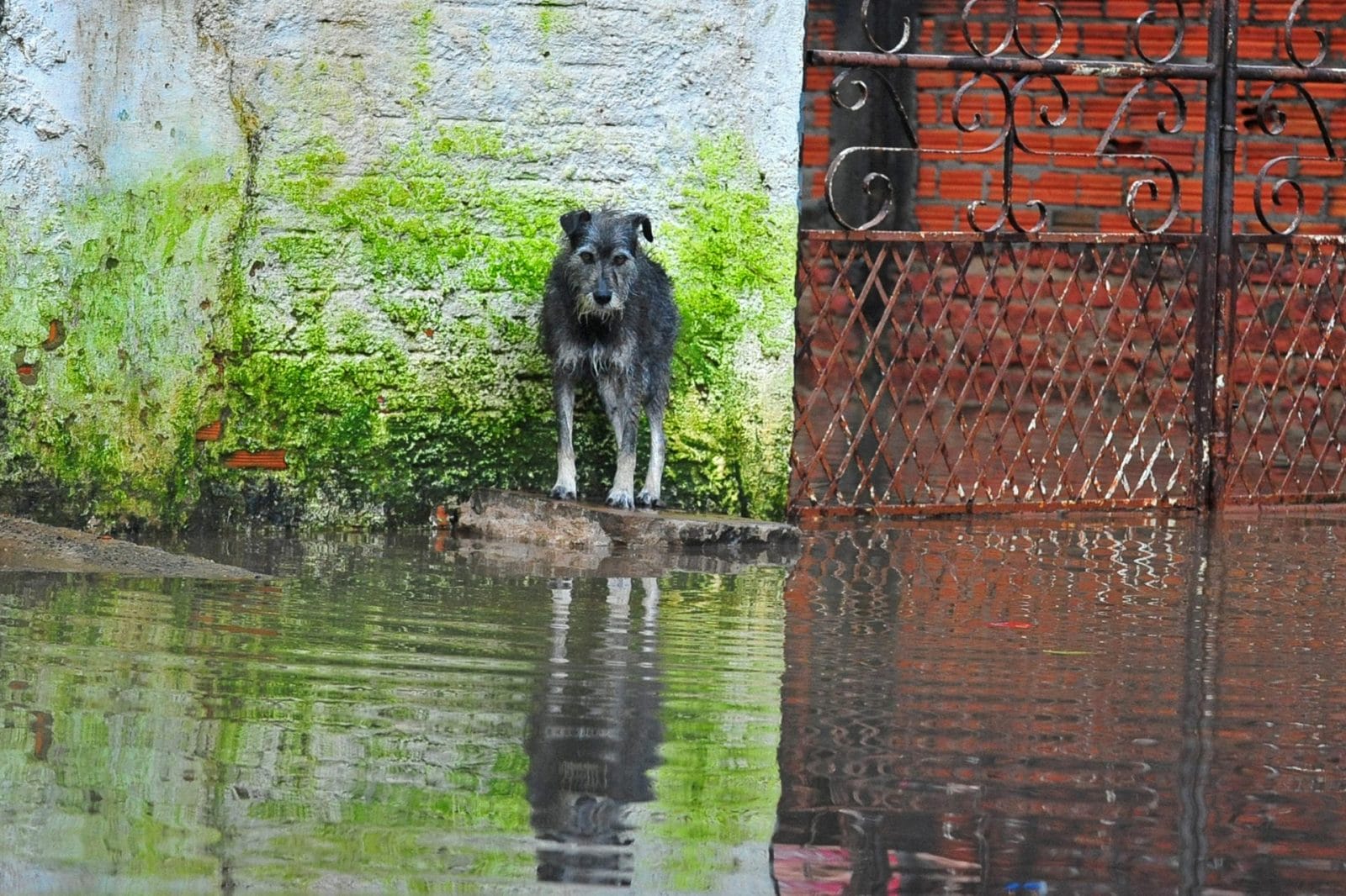 dog stranded