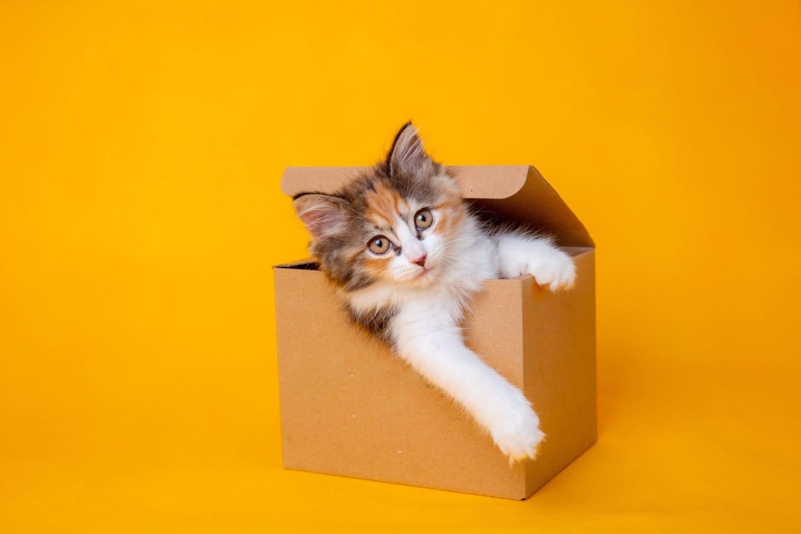 cat in a box