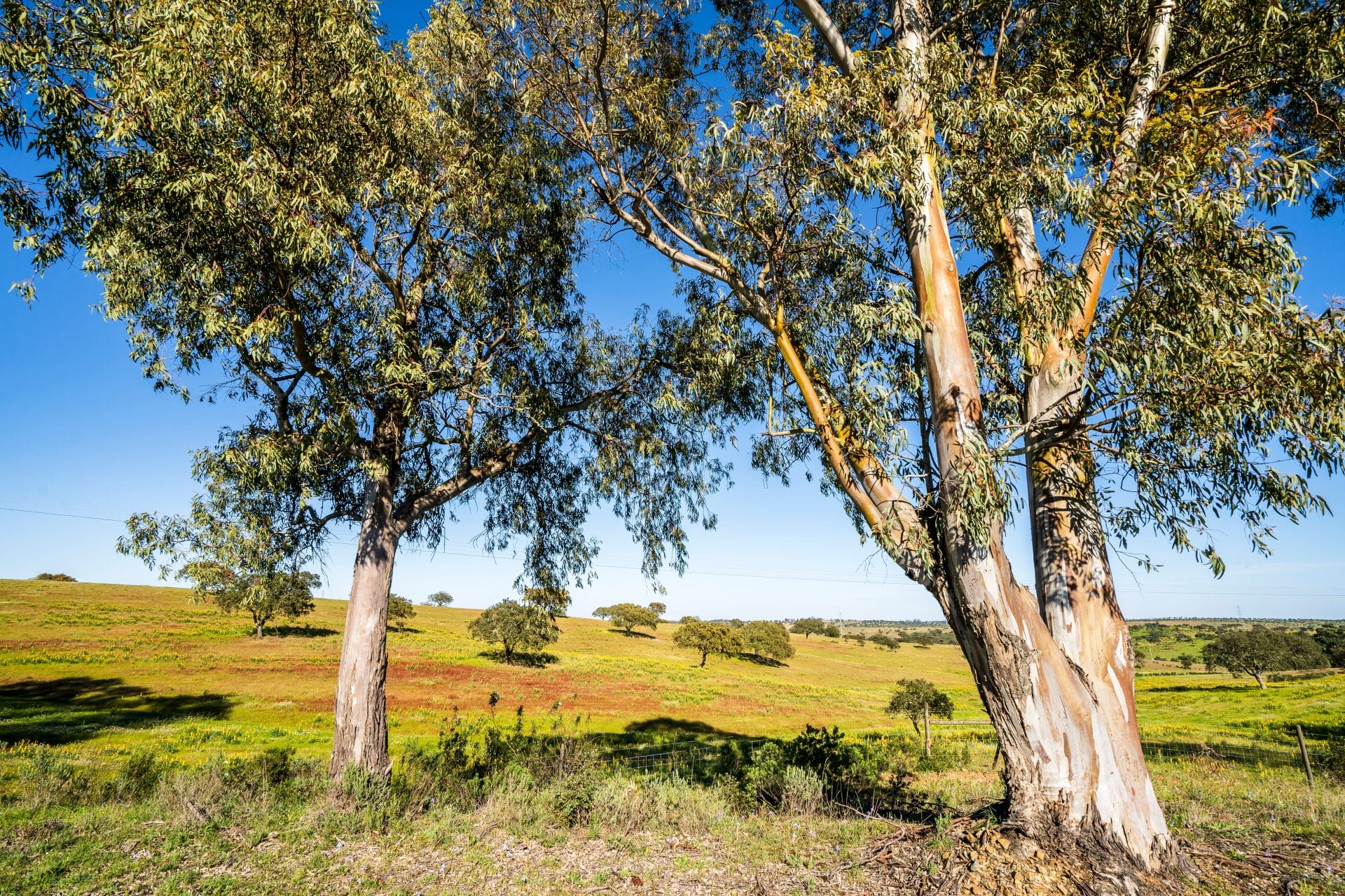 Eucalyptus trees in Portugal