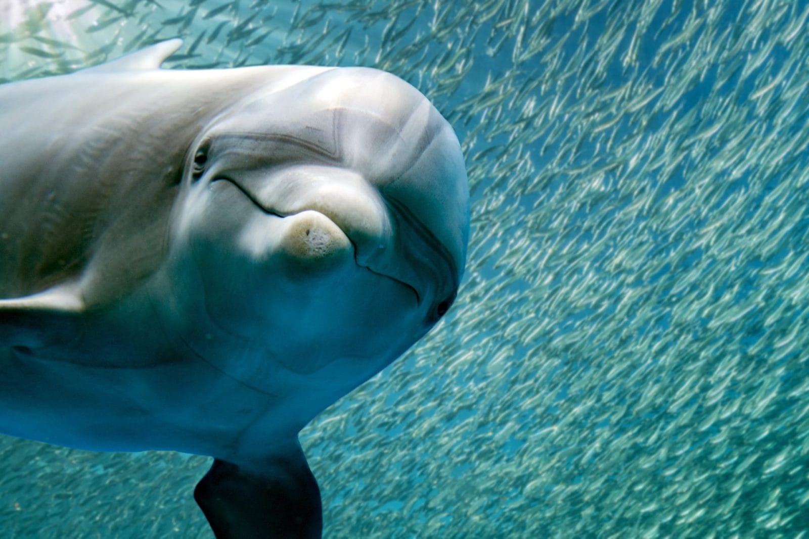 dolphin underwater