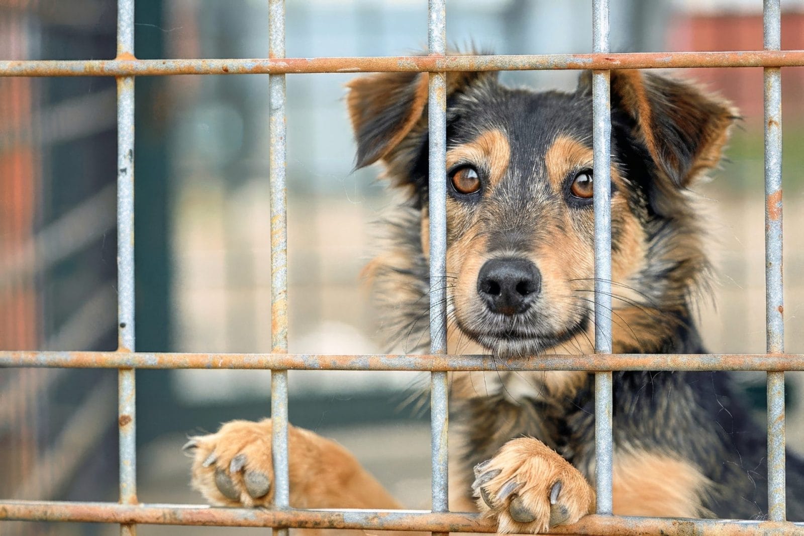 dog in shelter