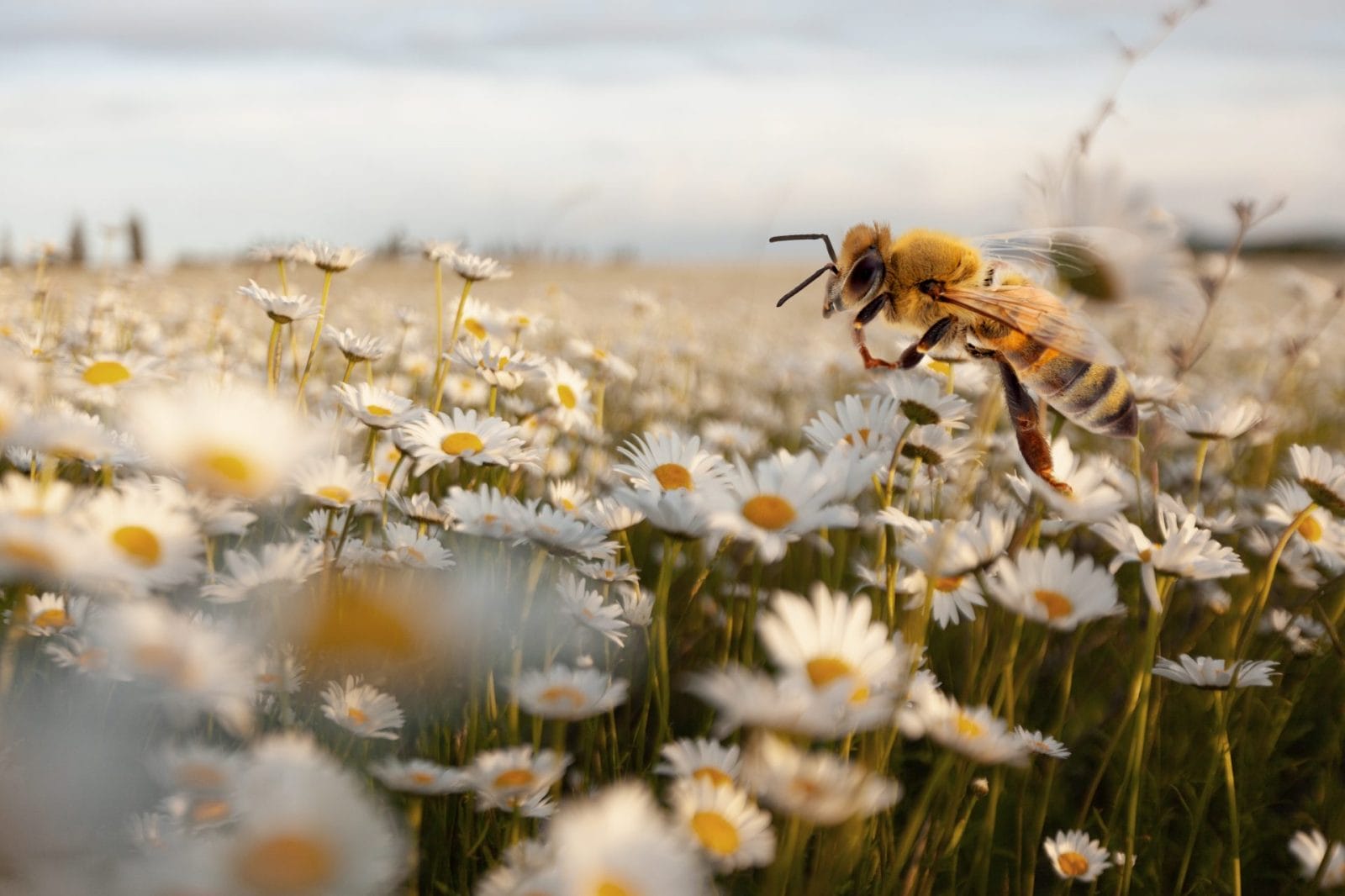 bee pollinating