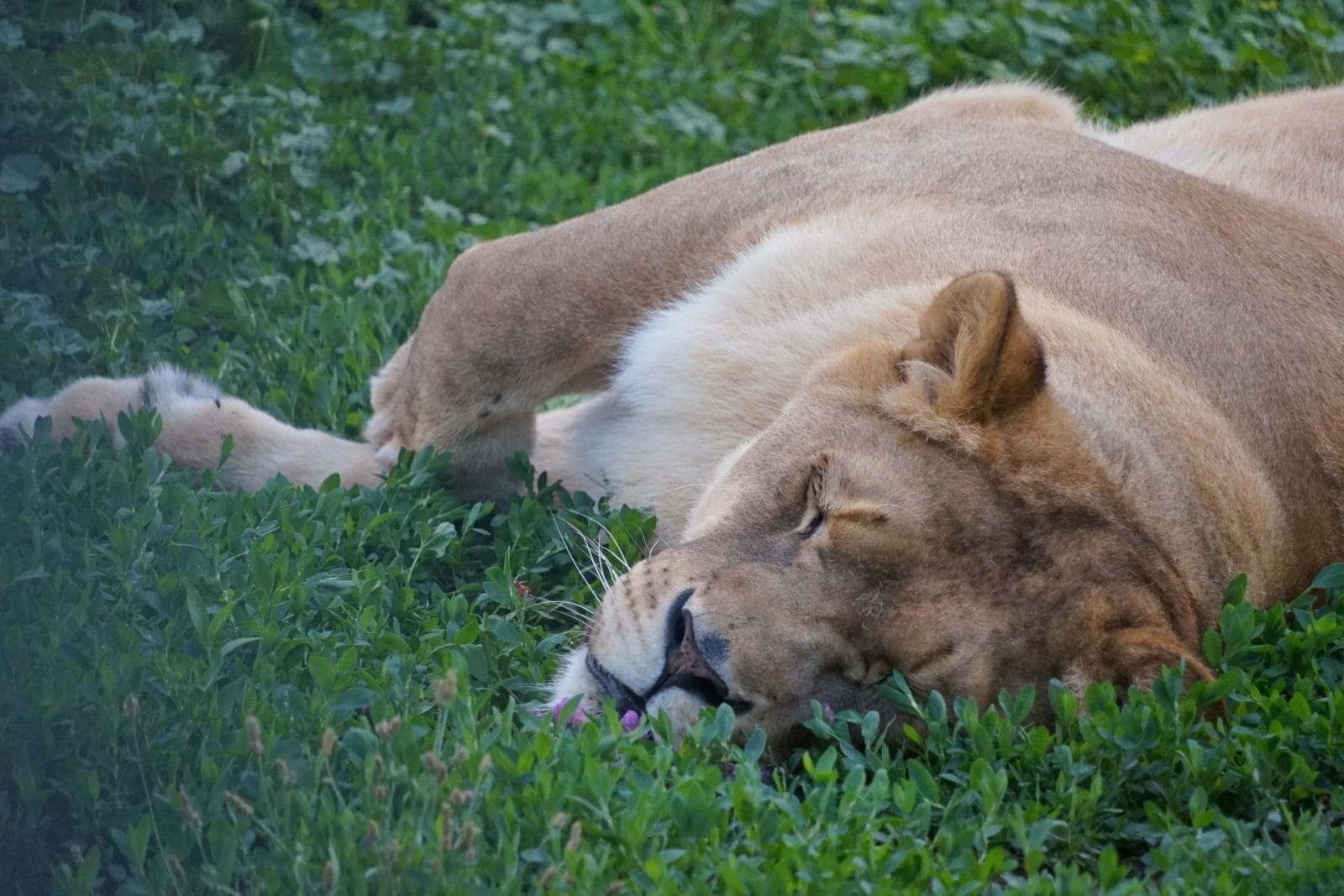 lioness