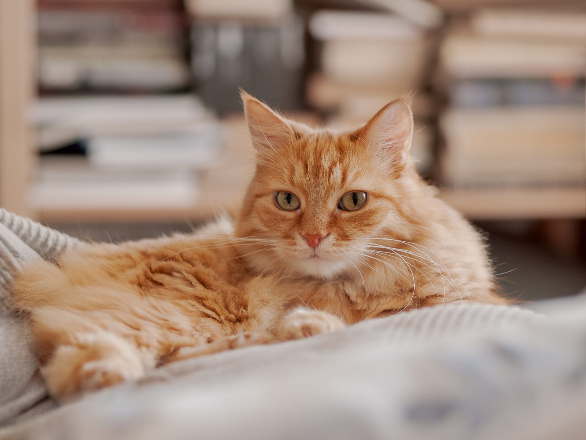 Ginger cat