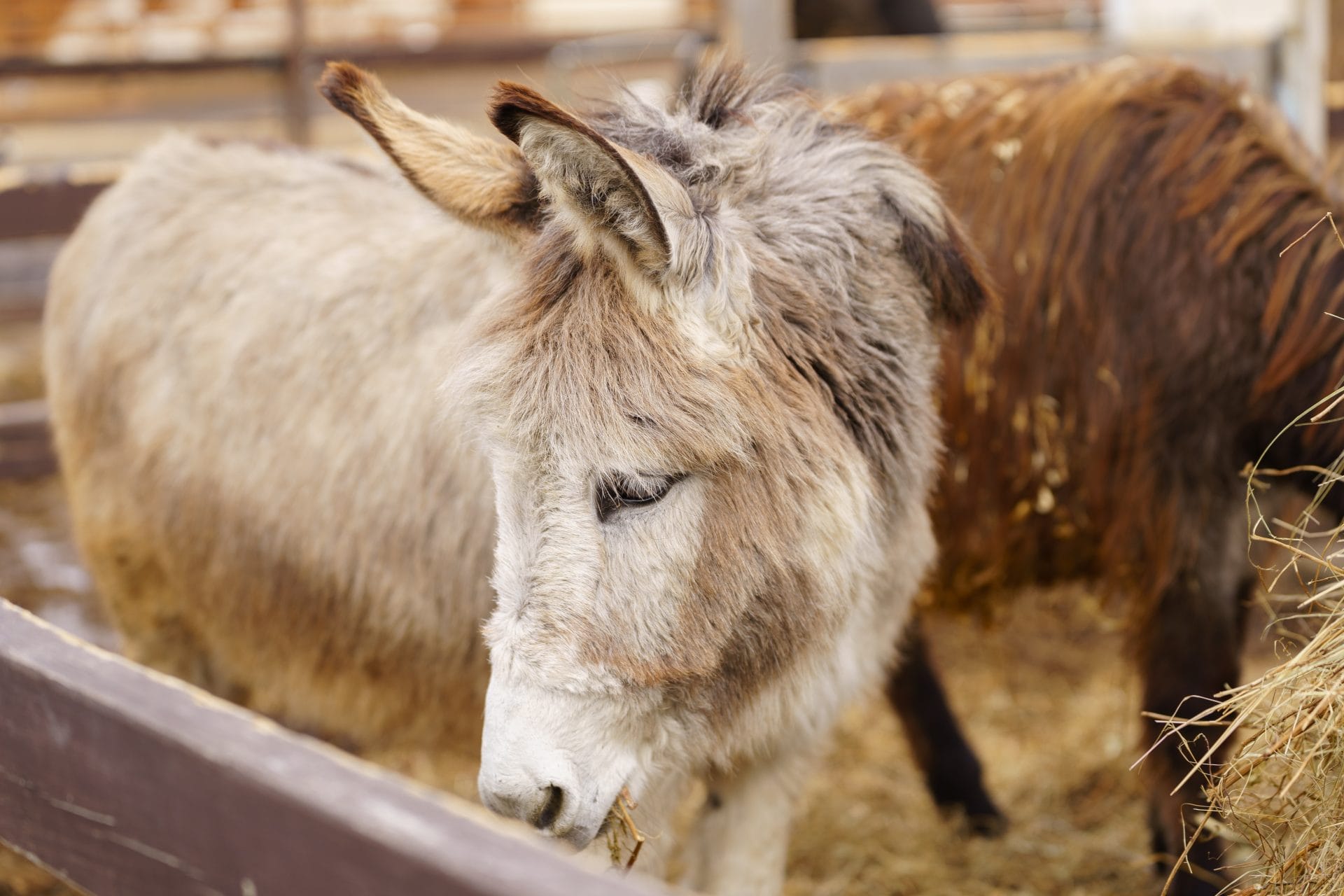 Donkeys