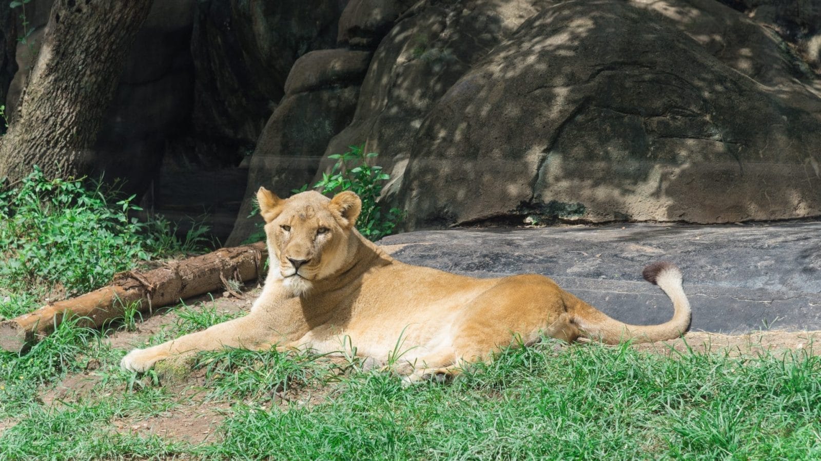 zoo lion