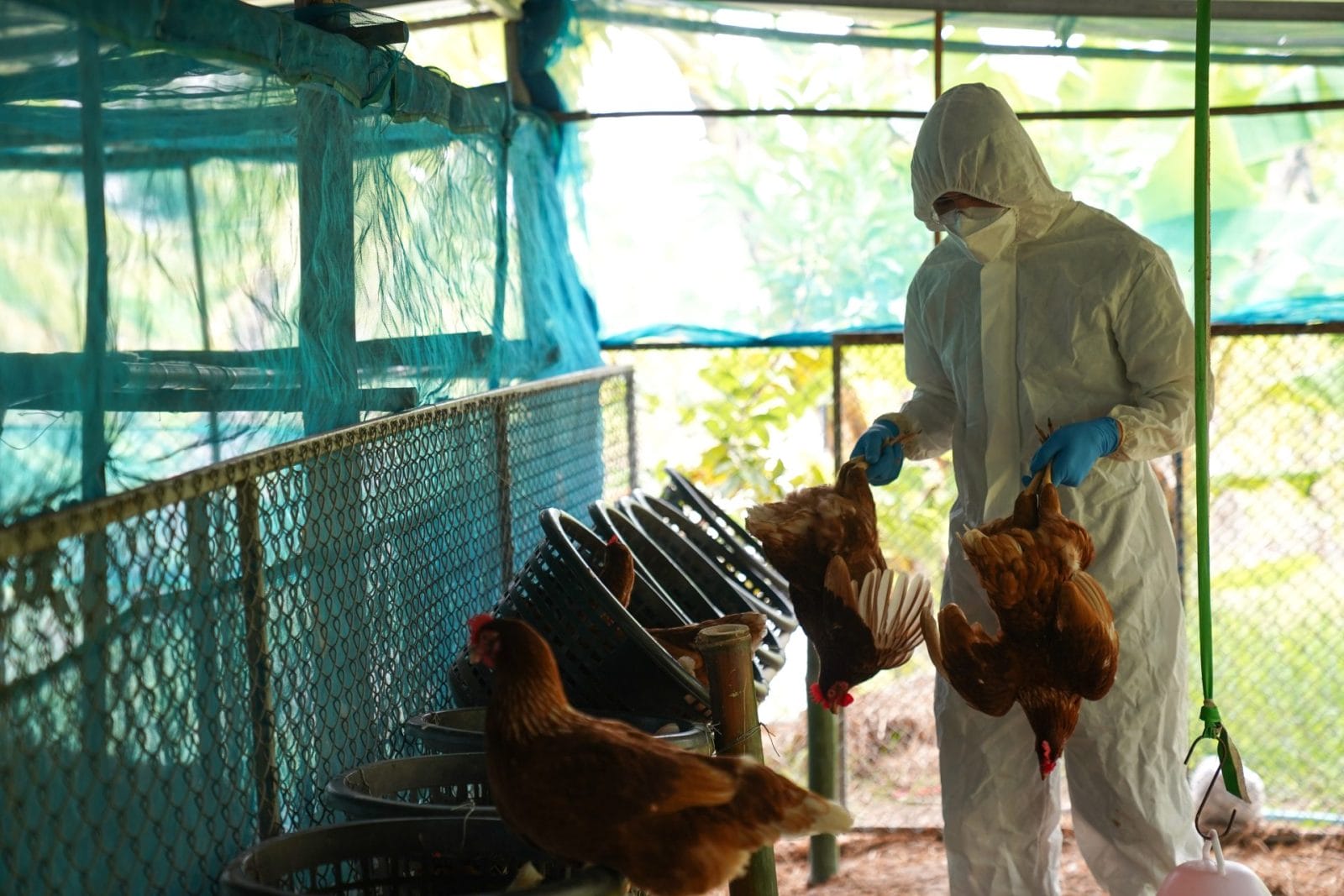 veterinarian bird flu