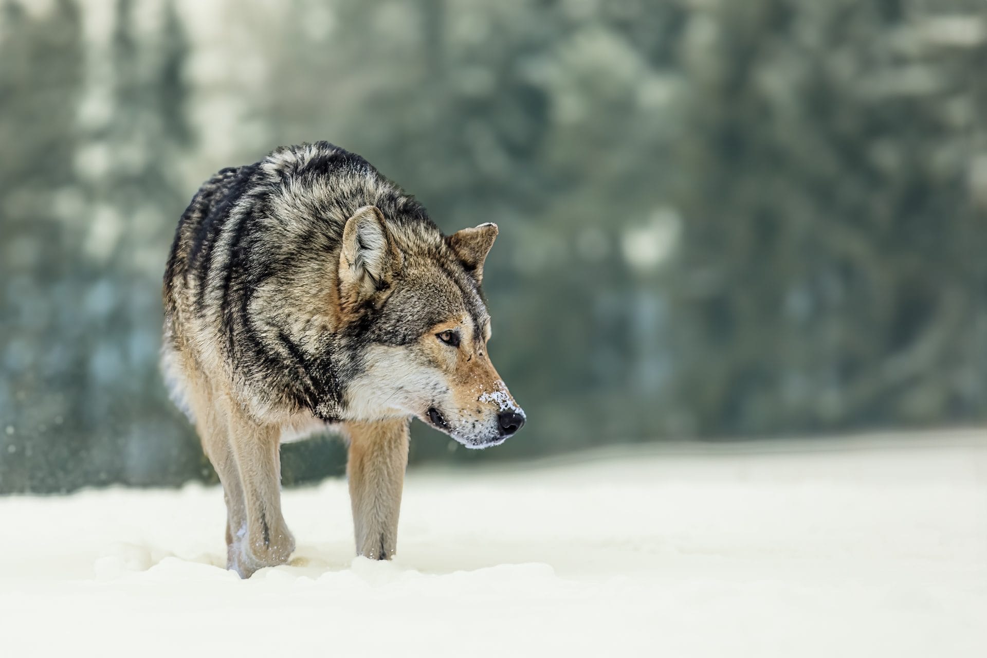 Gray wolf