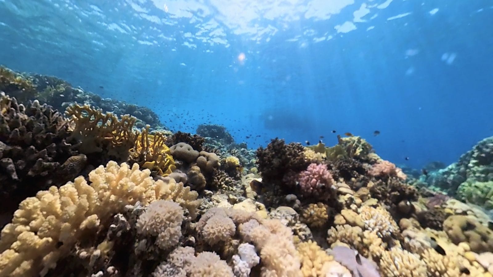 coral reef