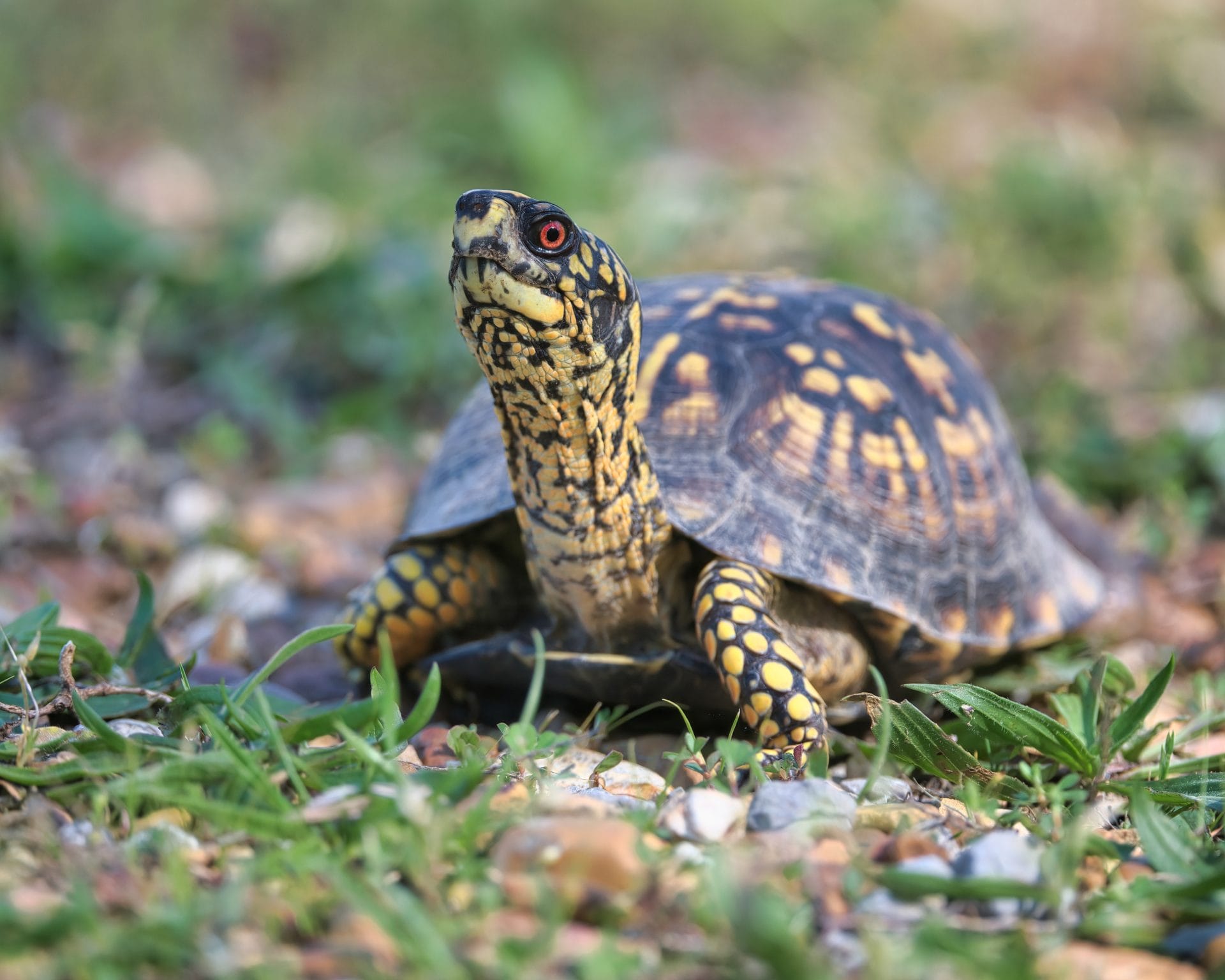 Eastern box turtle