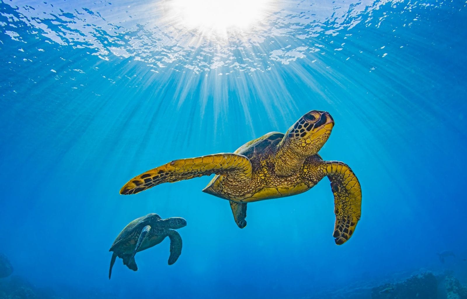 sea turtles